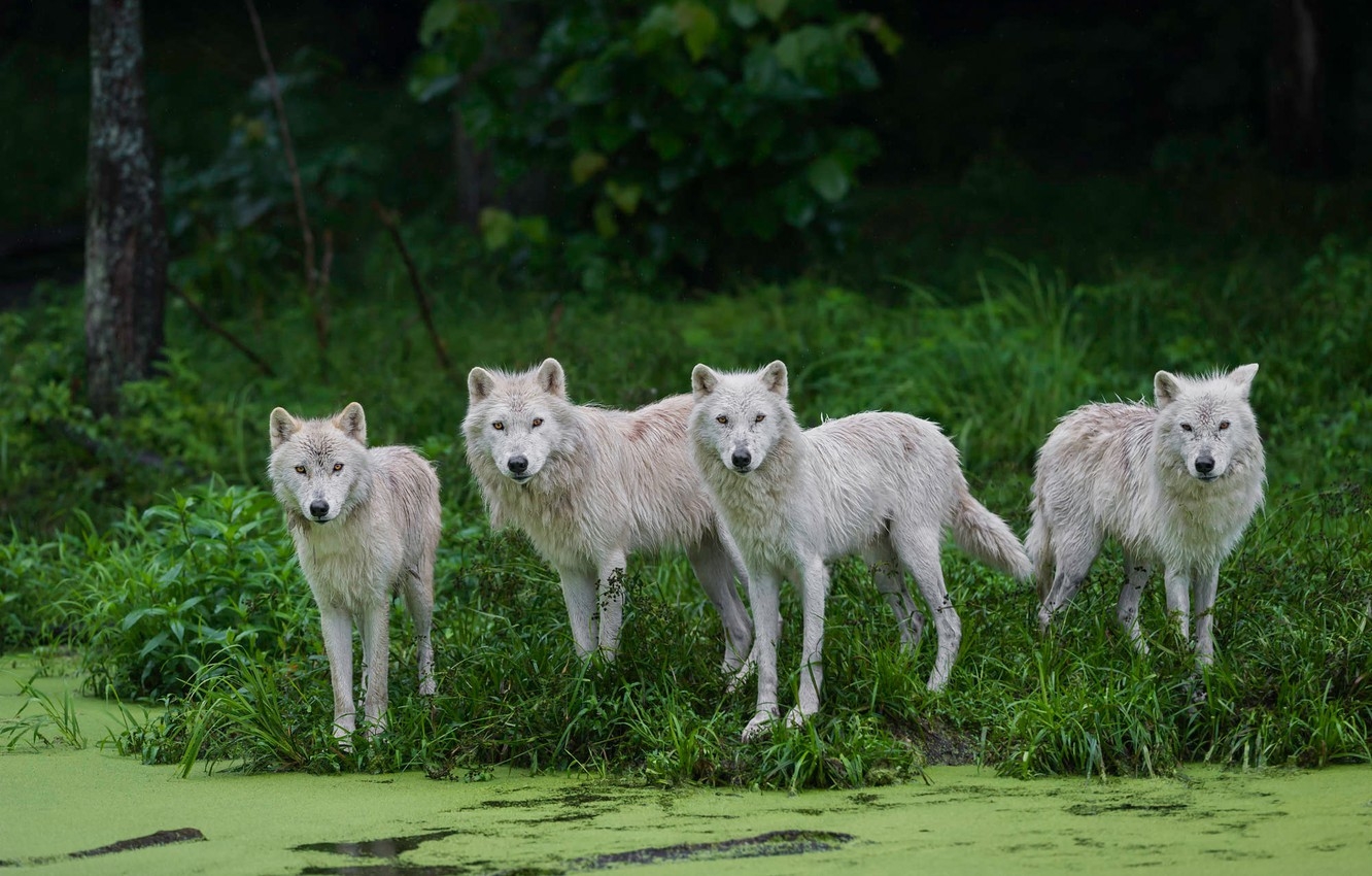 1340x850 Wallpaper forest, summer, grass, look, nature, the dark background, shore, swamp, wolf, pack, wolves, white, the bushes, pond, muzzle, Quartet image for desktop, section животные, Desktop