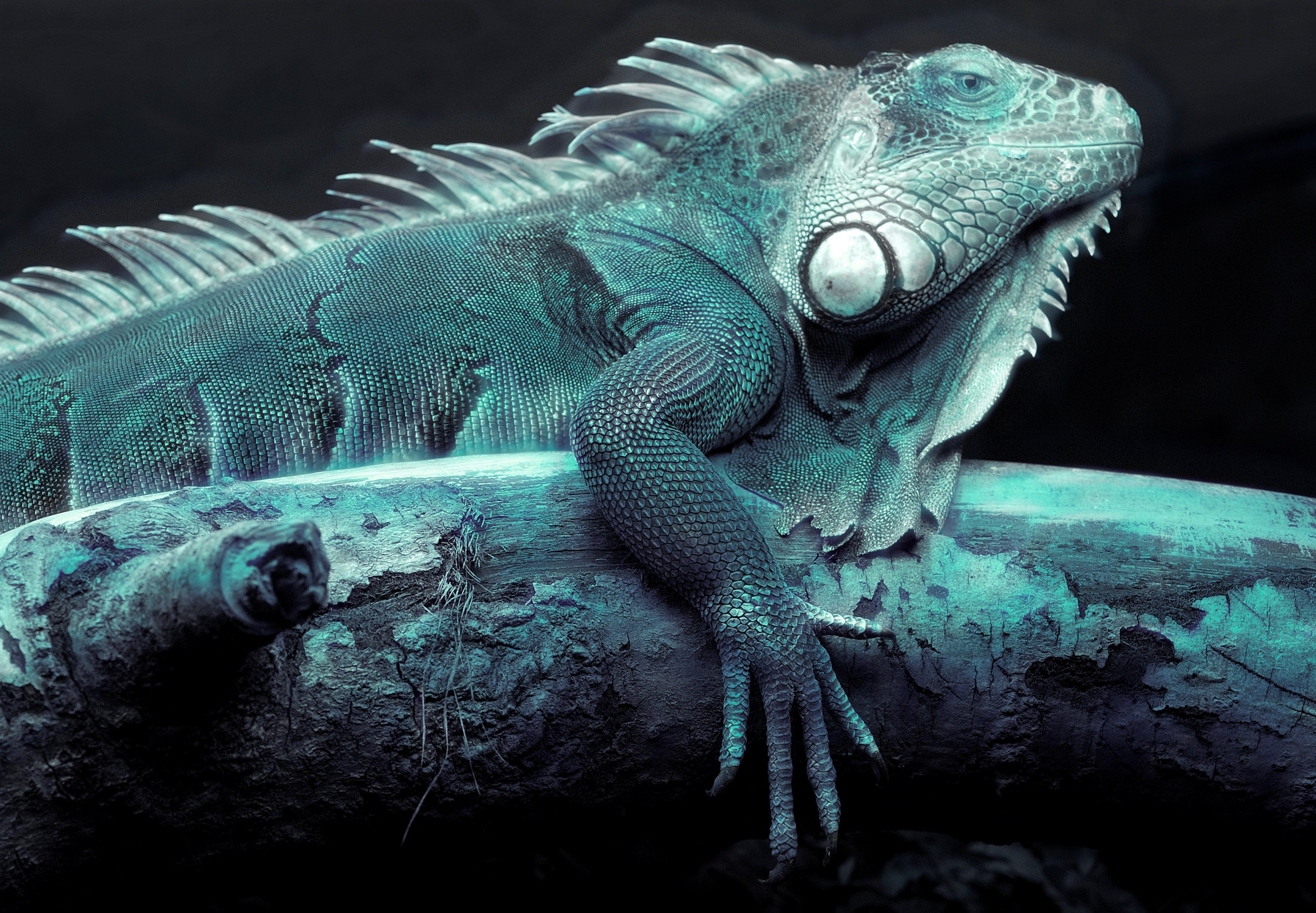 3370x2340 iguana for desktops. scream. Full HD wallpaper, HD, Desktop