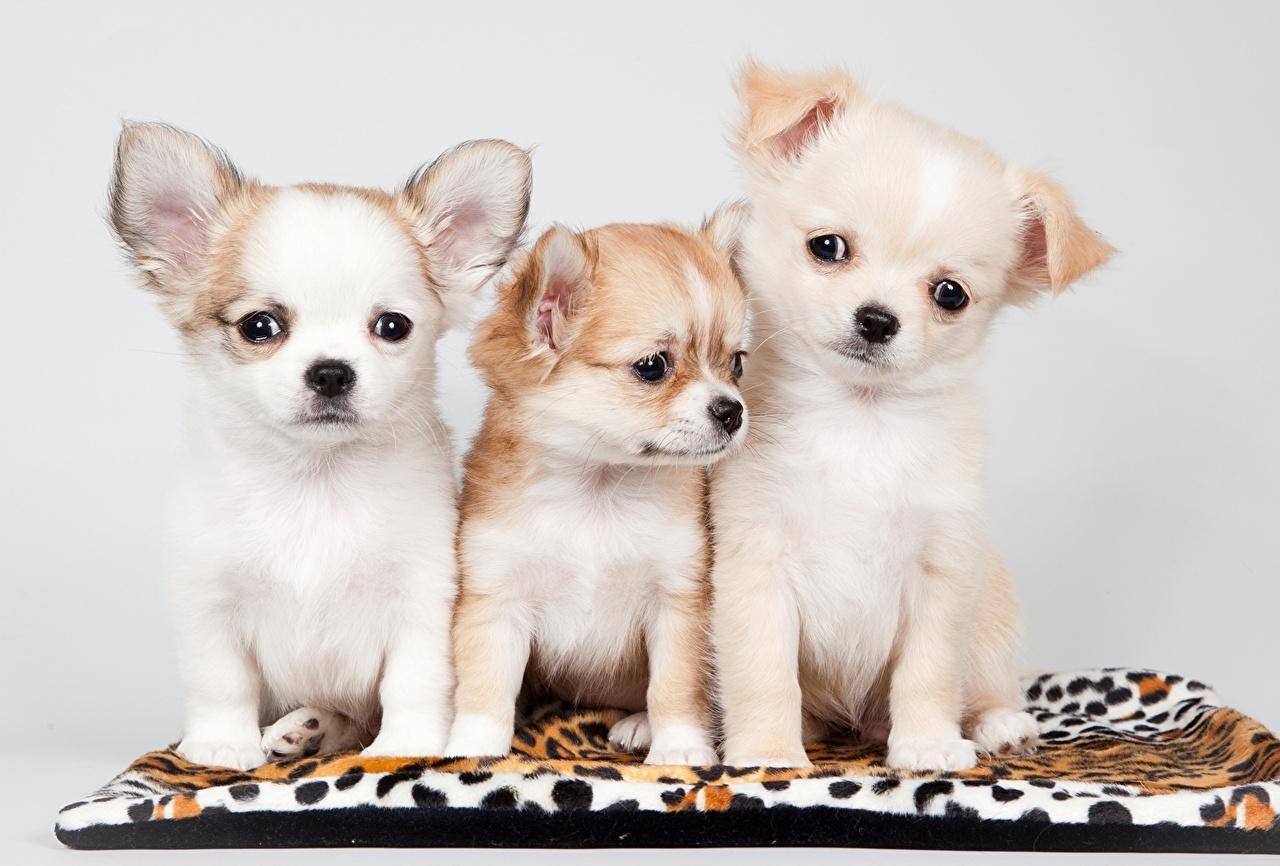 1280x870 Wallpaper Puppy Chihuahua Dogs Three 3 Animals, Desktop