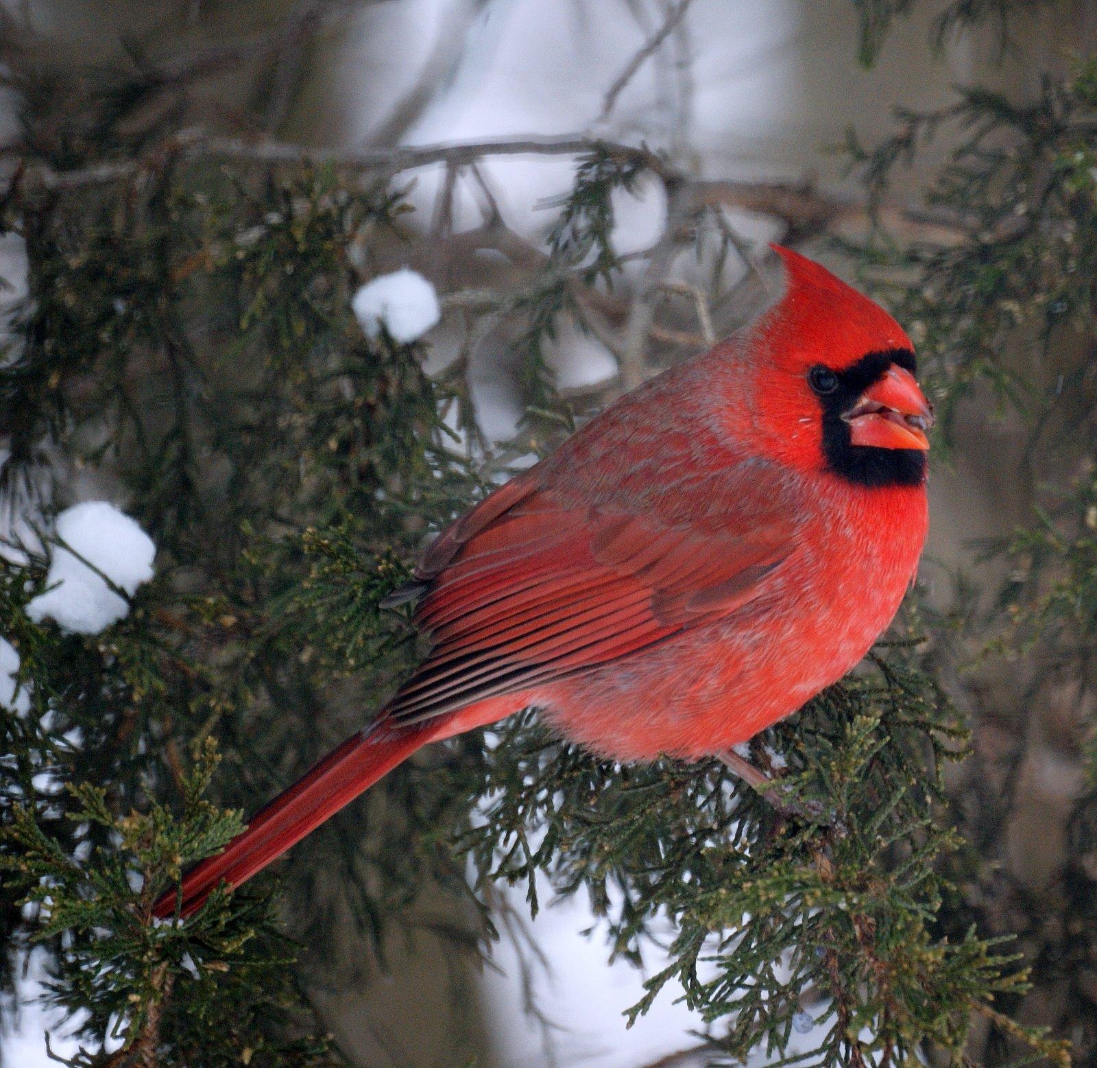 1600x1560 NJ Bird Photo: Birds of New Jersey: March 2009, Desktop