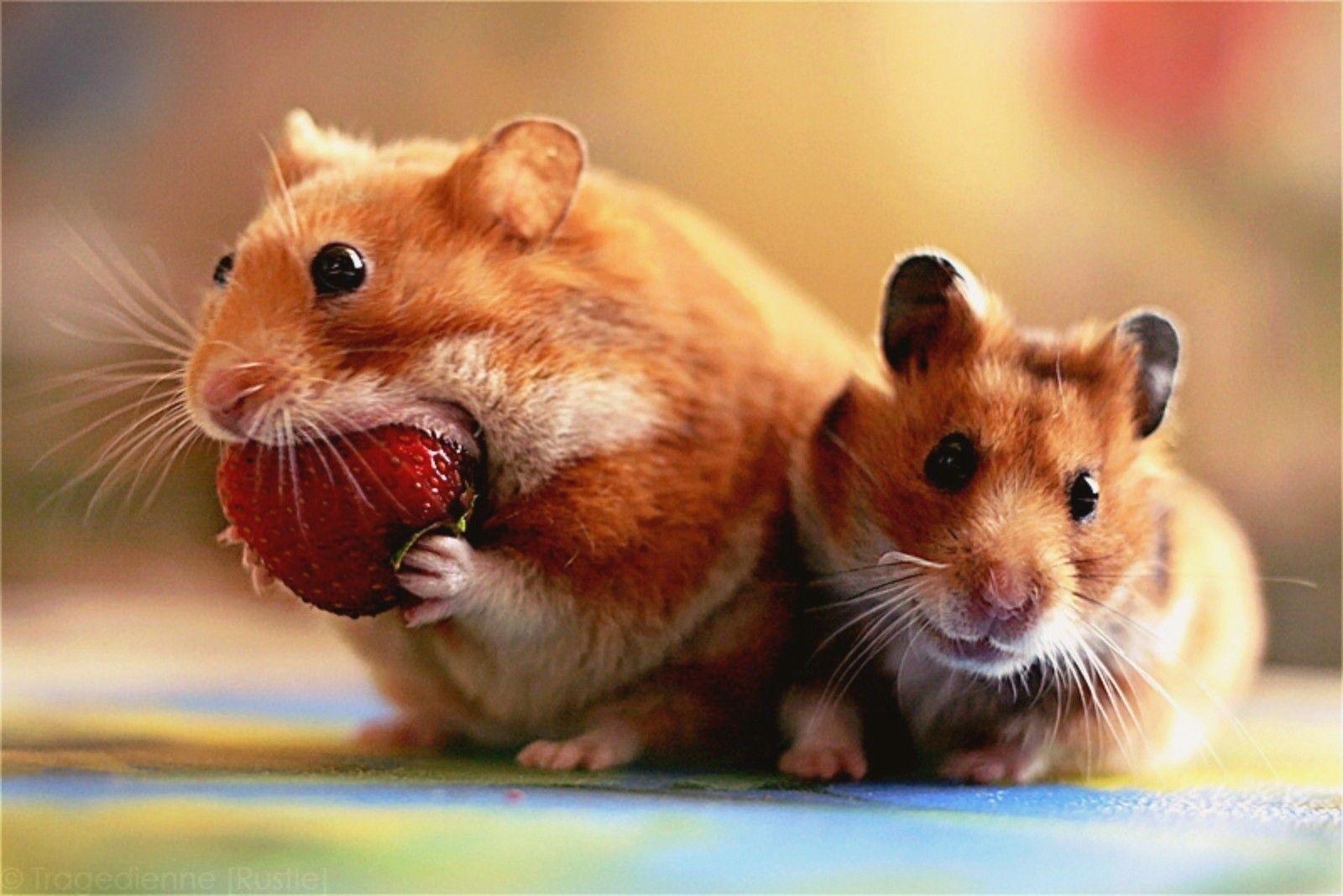 1600x1070 Hamster Wallpaper HD Download, Desktop