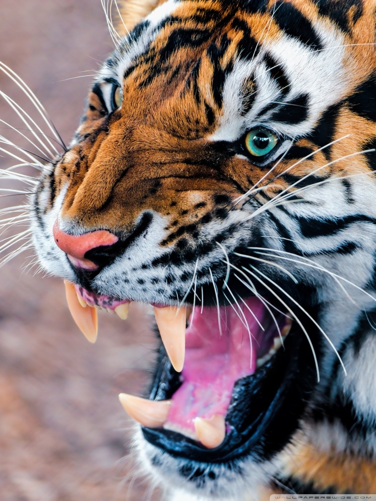 770x1030 Snarling Tiger Ultra HD Desktop Background Wallpaper for 4K UHD TV, Widescreen & UltraWide Desktop & Laptop, Tablet, Phone