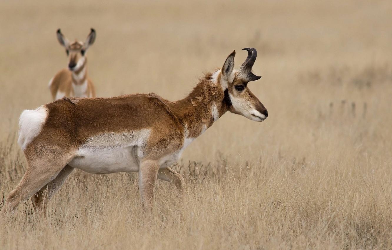 1340x850 Wallpaper grass, nature, horns, antelope, pronghorn image, Desktop