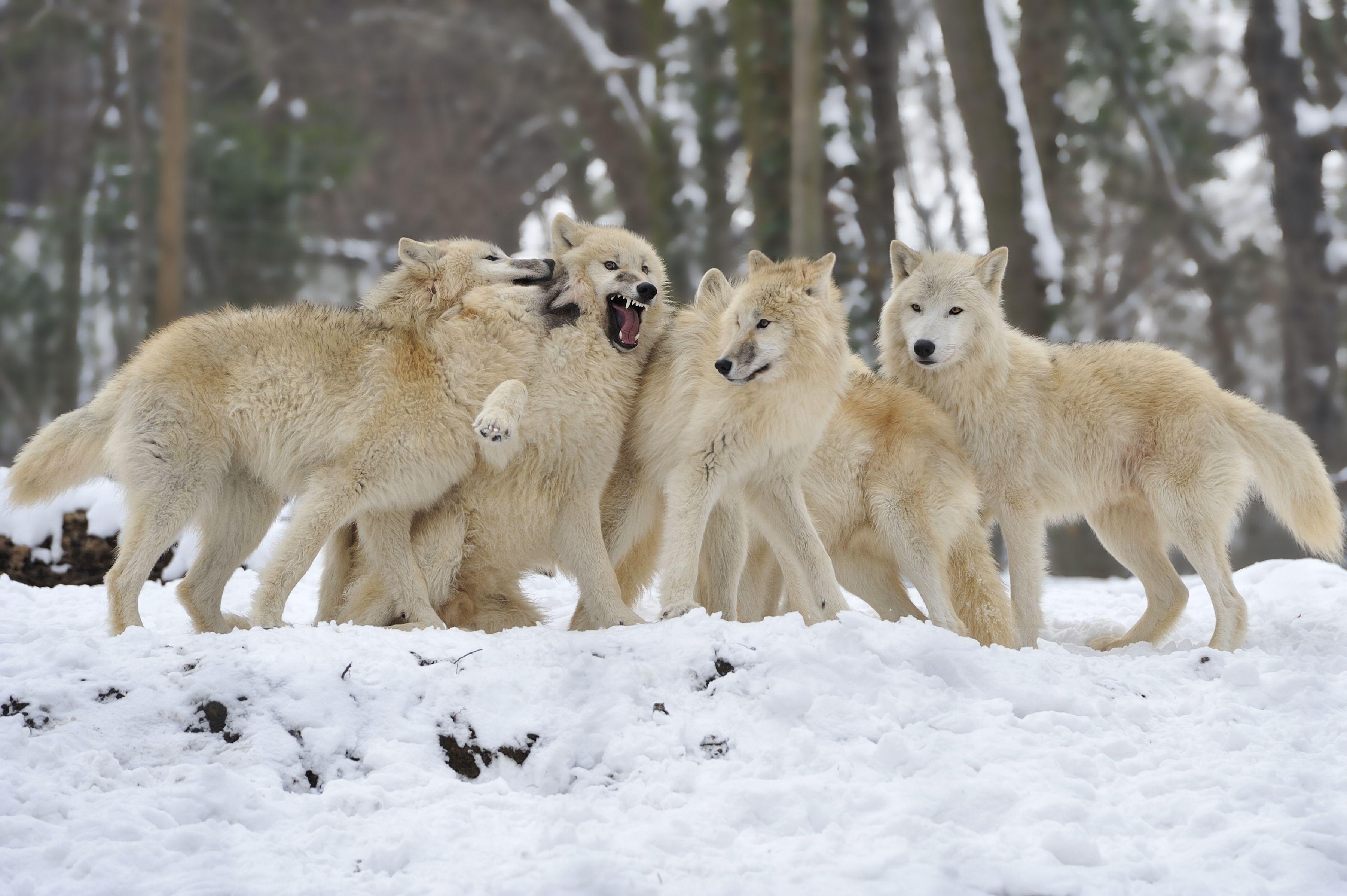 3600x2400 Wolves pack snow winter wolf wallpaperx2395, Desktop