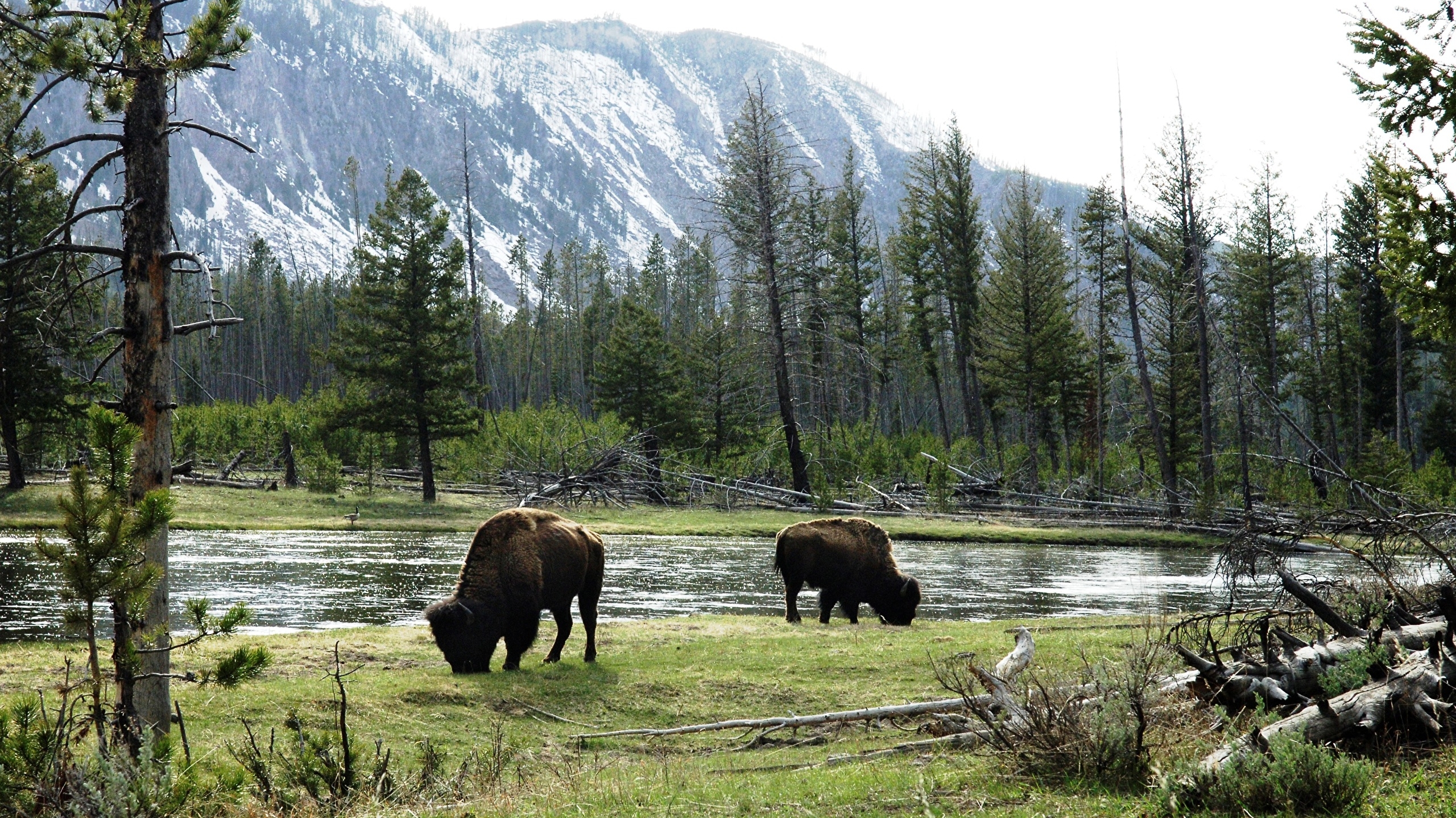 2560x1440 Wallpaper American buffalo Nature Mountains Forests Grass, Desktop