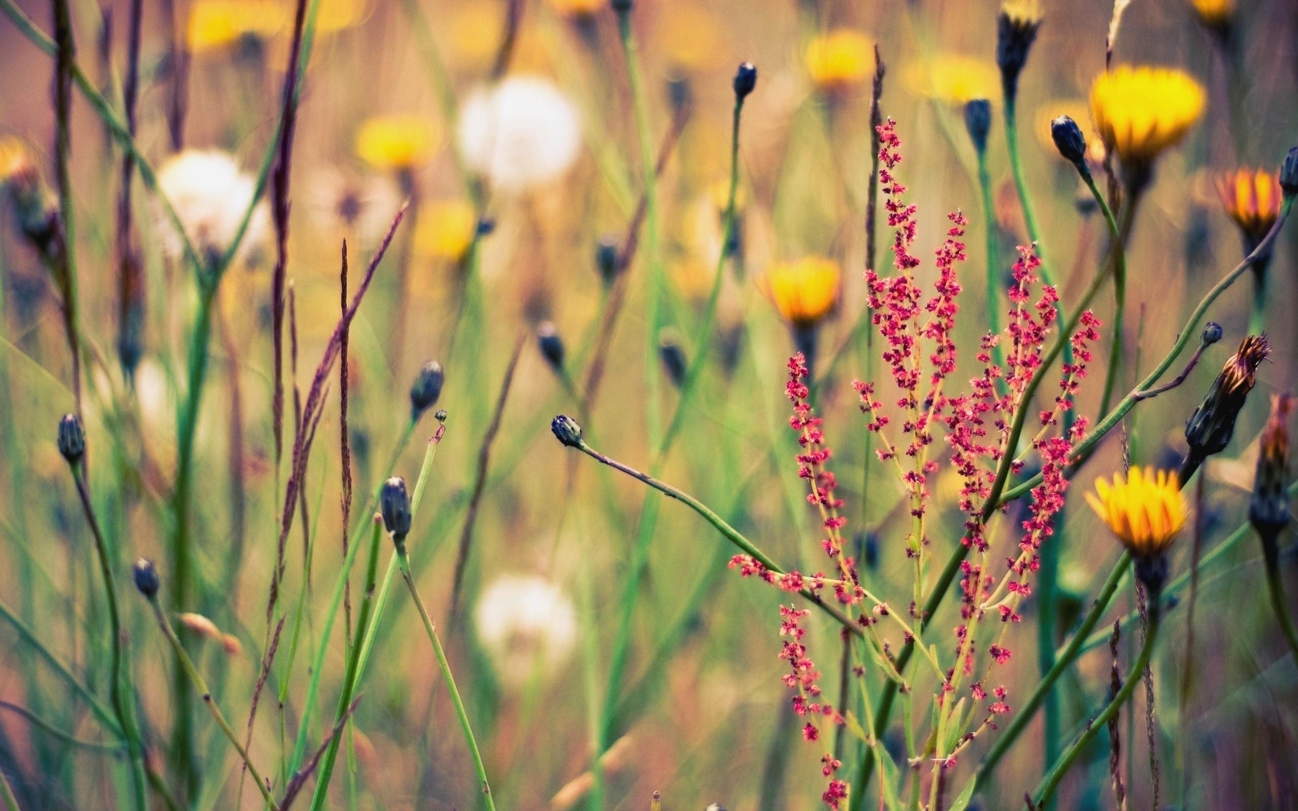 2560x1600 Wildflower Background 37094 px, Desktop