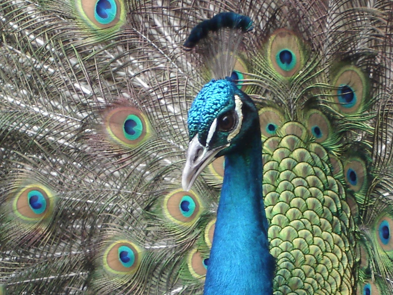 1280x960 Peacock Wallpaper, Desktop