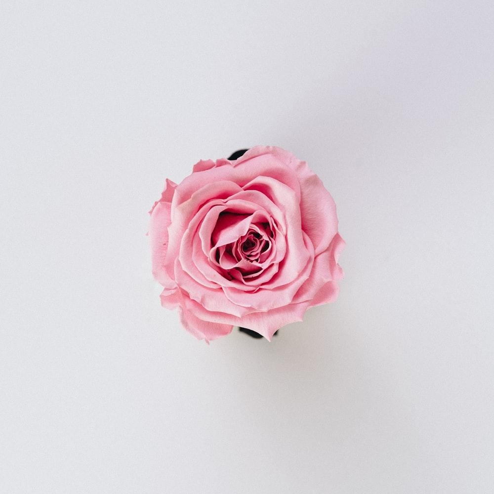 1000x1000 Rose Wallpaper: Free HD Download [HQ], Phone