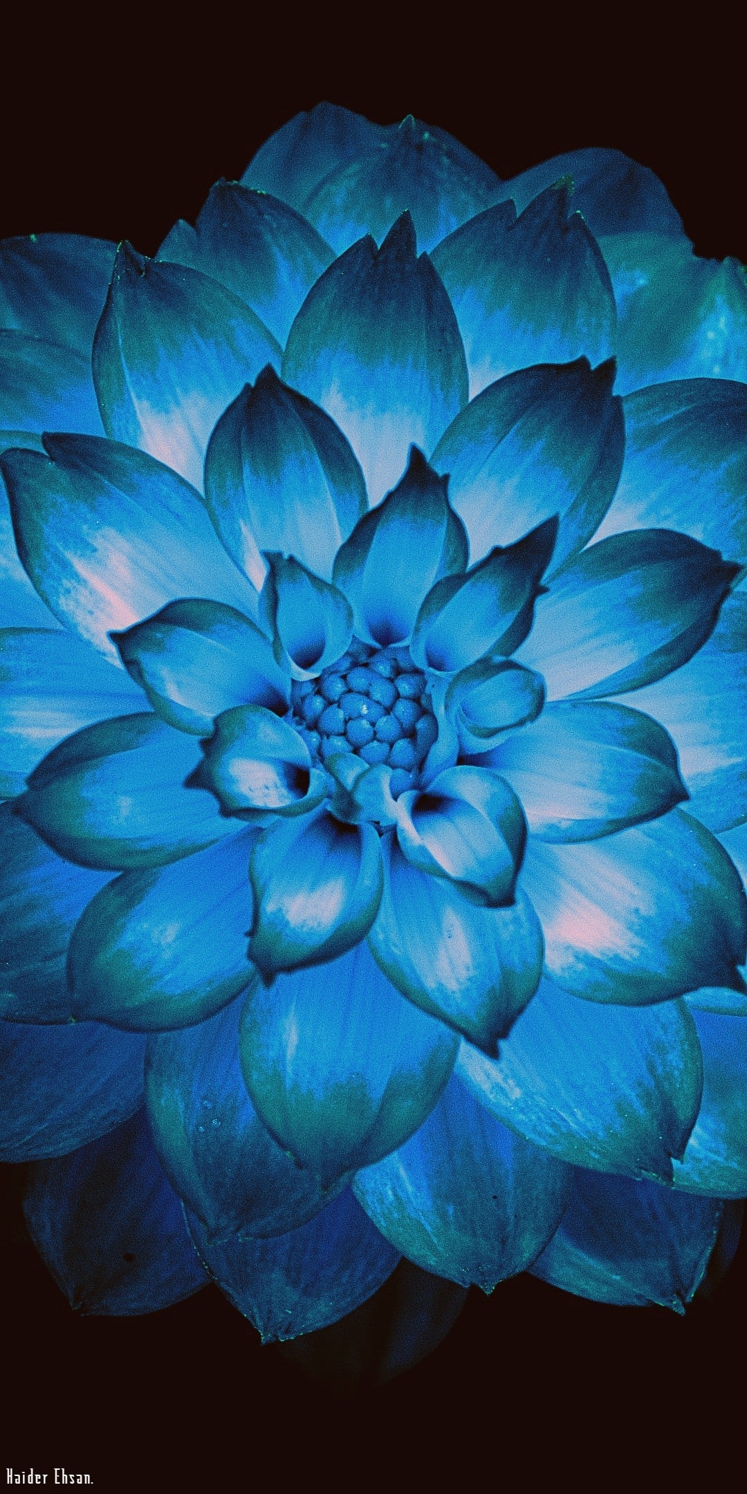 1080x2160 Blue Flower, Phone