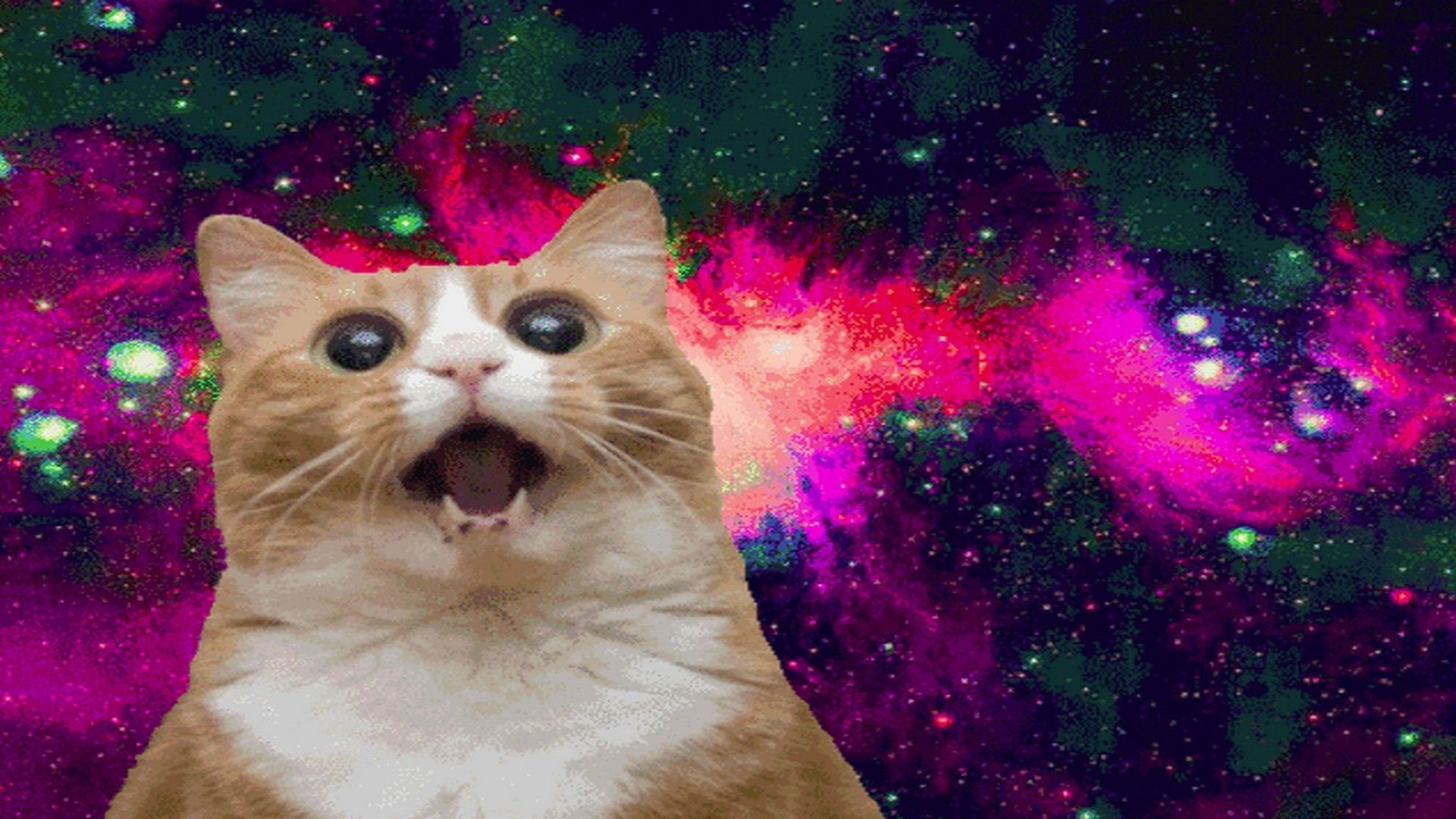 1920x1080 Crazy Cat Wallpaper Free Crazy Cat Background, Desktop