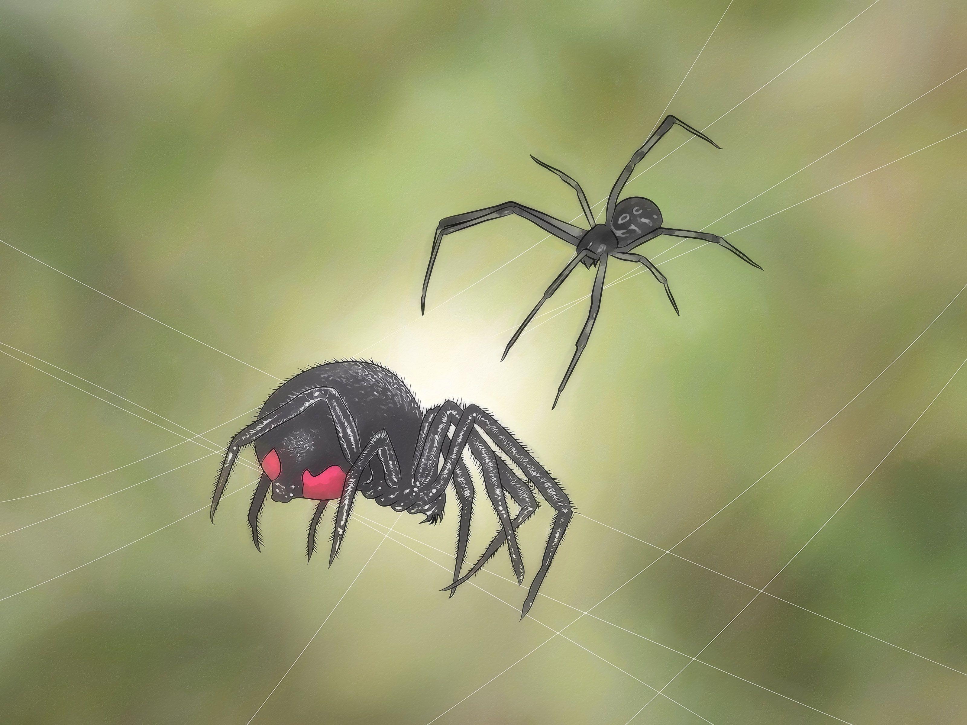 3200x2400 How to Identify and Treat Black Widow Spider Bites: 10 Steps, Desktop