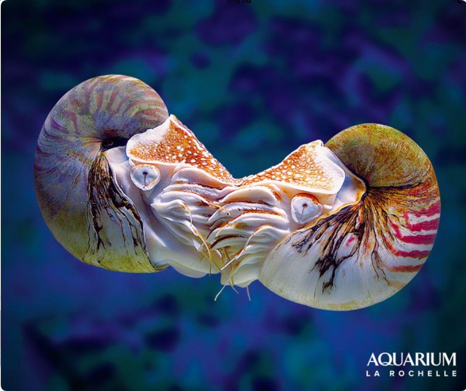 1810x1520 The beautiful and mysterious chambered nautilus is a living, Desktop