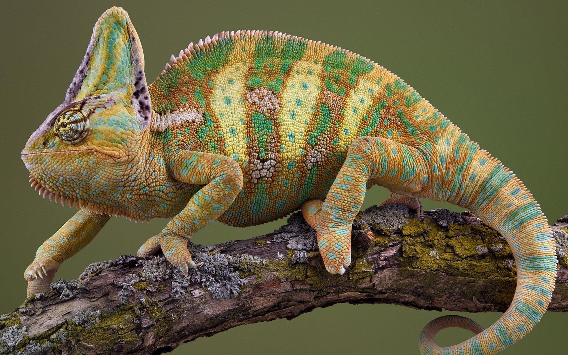 1920x1200 Veiled Chameleon Wallpaper. Free Download HD Wallpaper 4k, Desktop