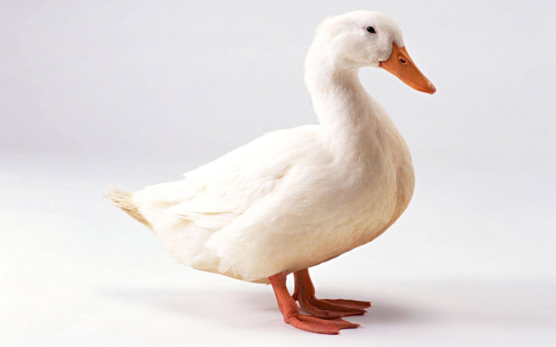 1920x1200 White, cute, duck, wallpaper, Desktop