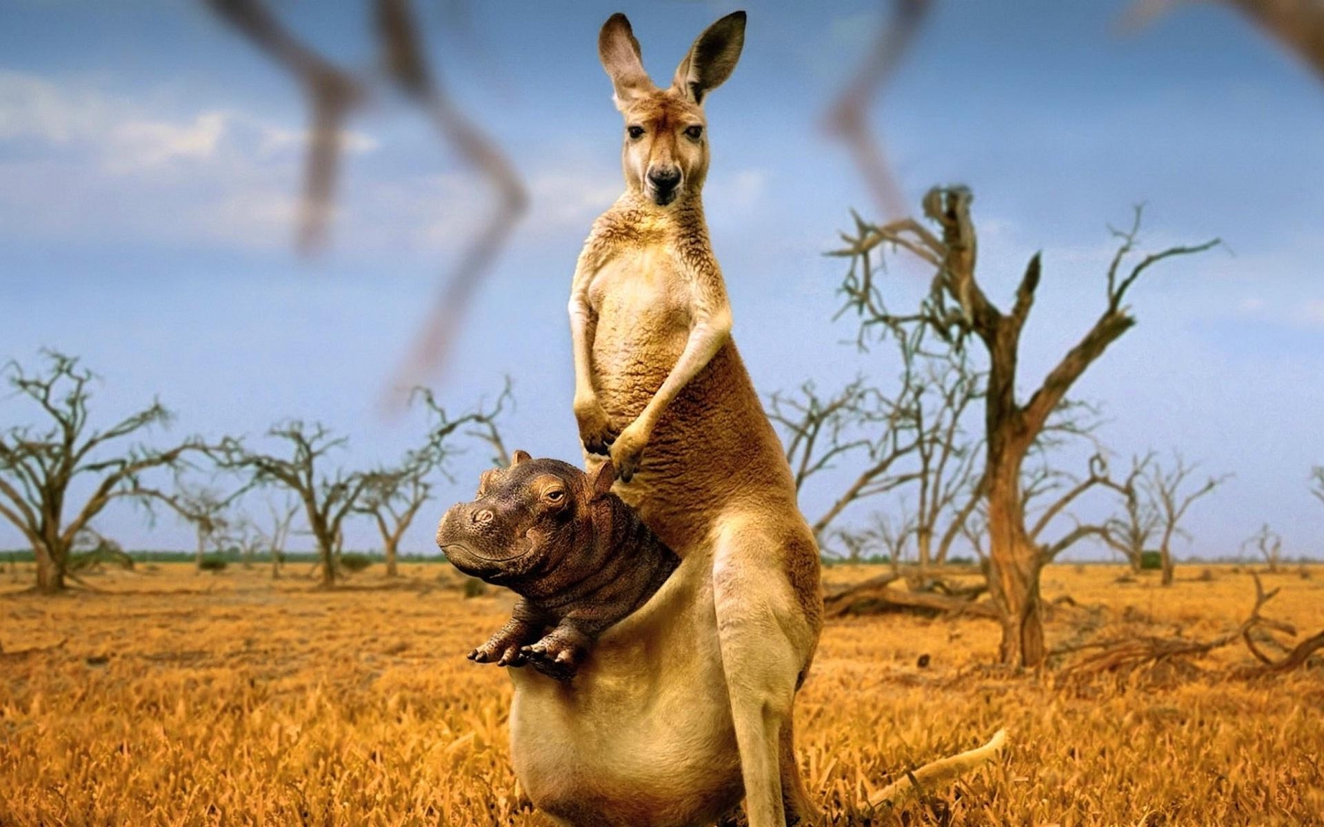 1920x1200 Kangaroo Wallpaper 25 X 1200, Desktop