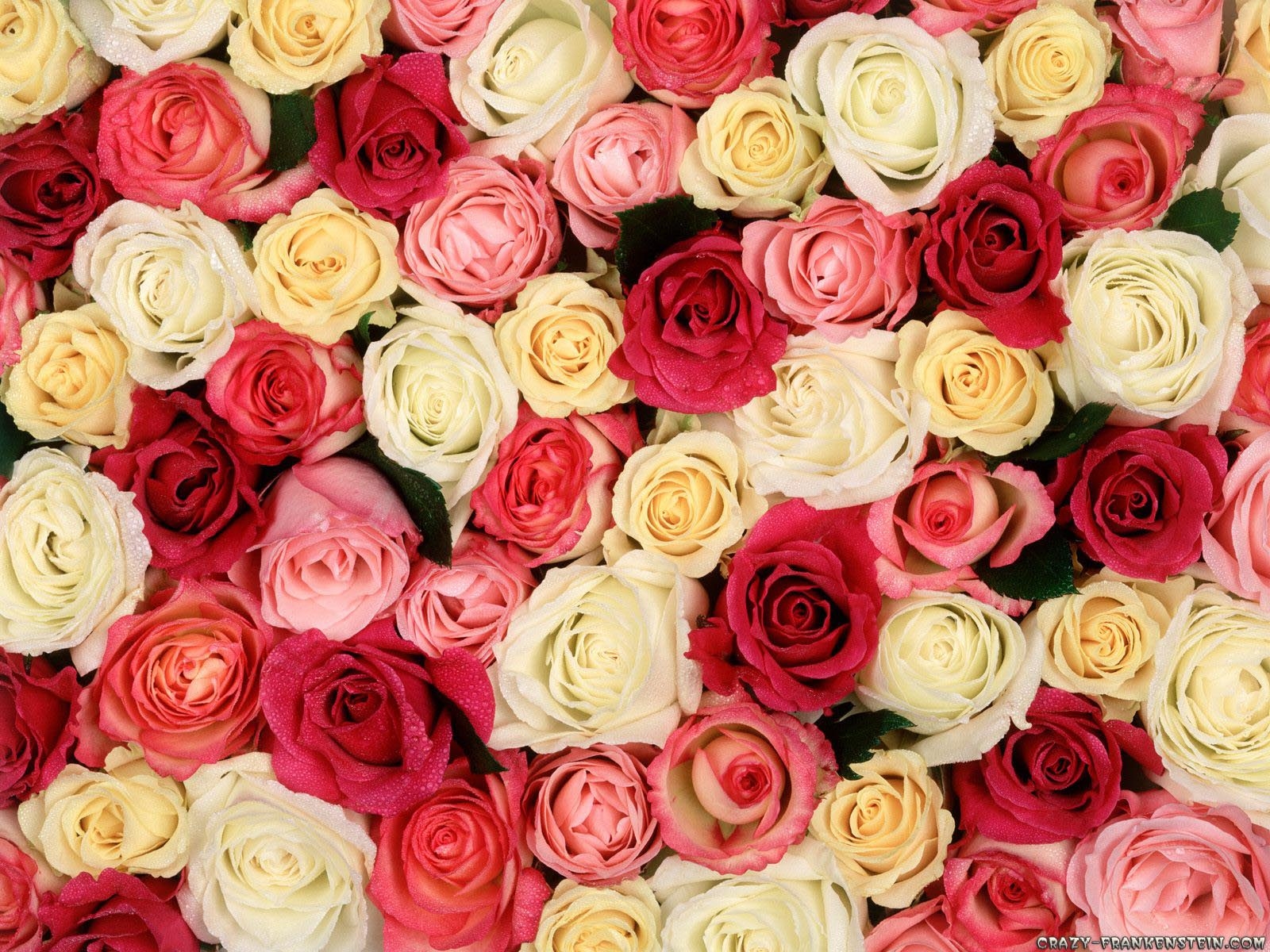 1600x1200 Roses Wallpaper Wallpaper Inn, Desktop