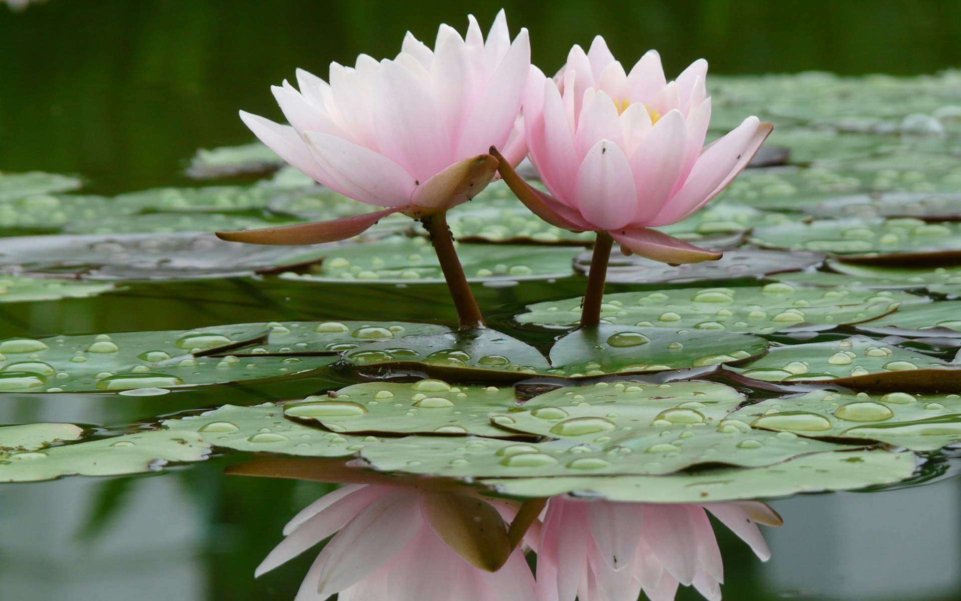 1920x1200 Lotus Flowers Wallpaper HD wallpaper search, Desktop