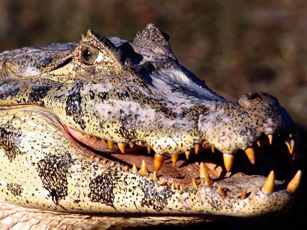 1030x770 Crocodile HD Wallpaper Background Wallpaper 1920×1080 Crocodile, Desktop