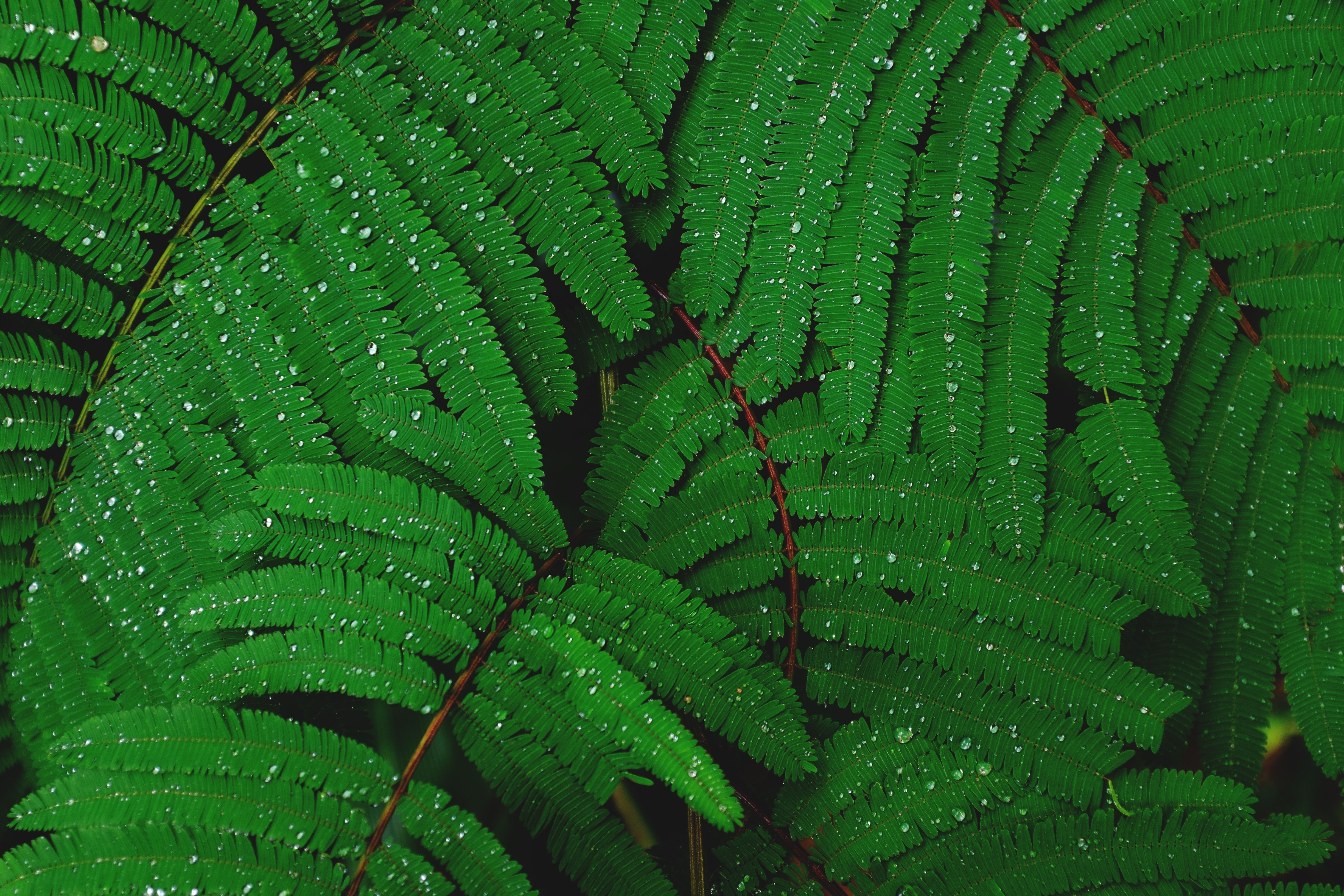 4900x3270 drops, rain, nature, leaves, hd, 4k, 5k. Mocah HD Wallpaper, Desktop