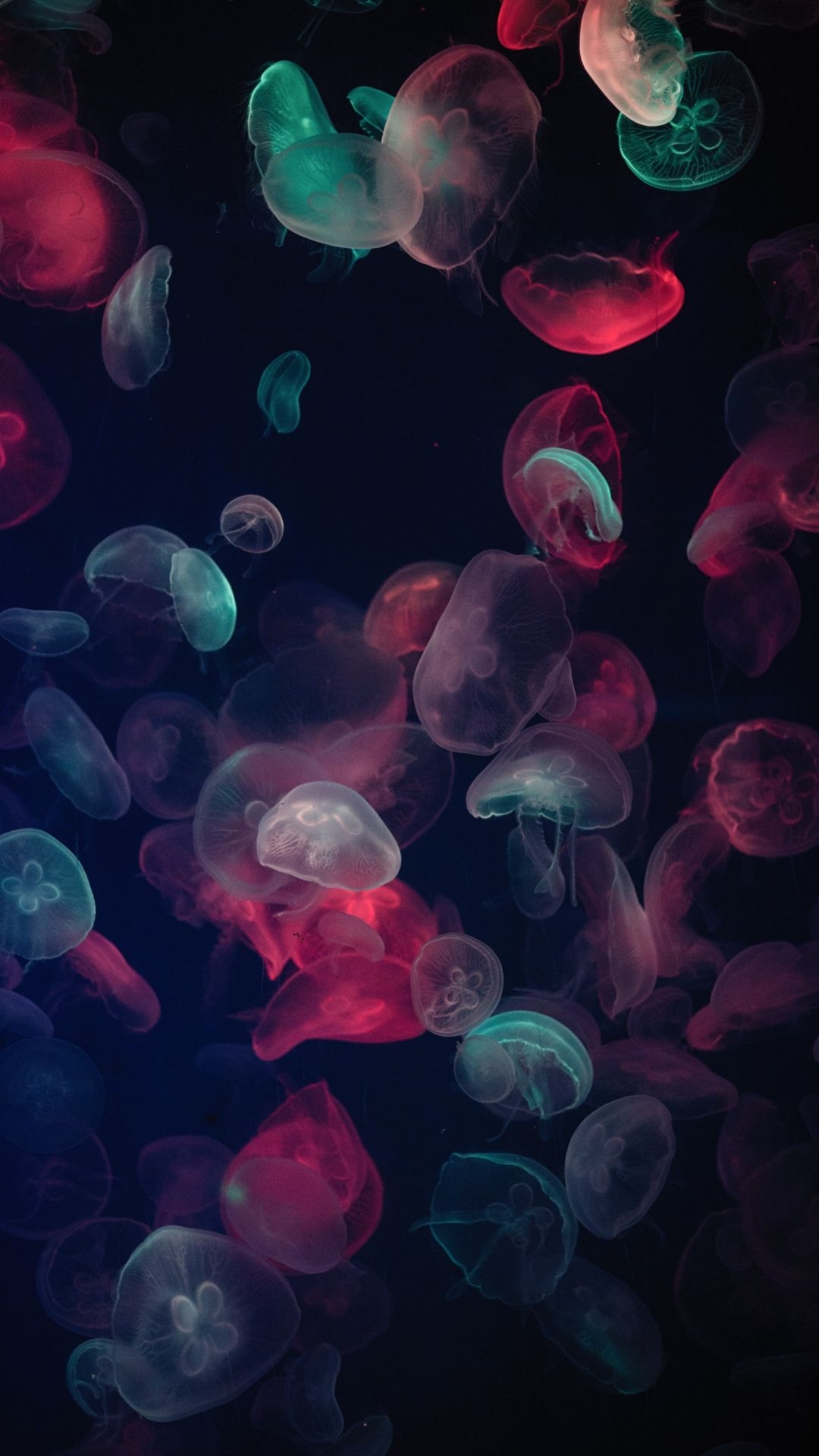 1080x1920 Jellyfish Wallpaper Jellyfish Background Download, Phone