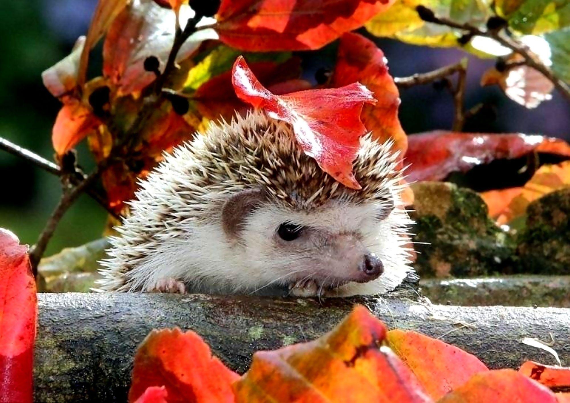 2000x1420 Hedgehog HD Wallpaper, Desktop