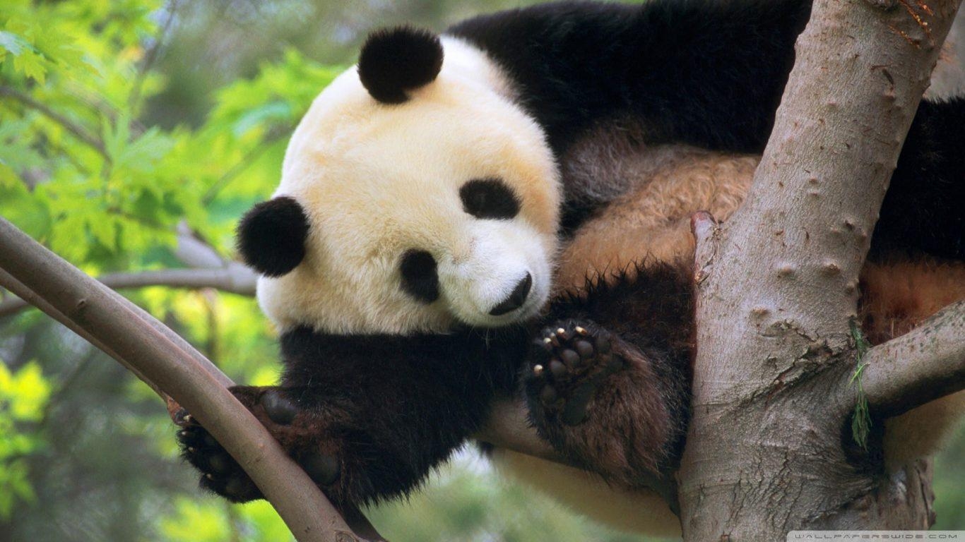 1370x770 Panda Tree Giant Free Bear Desktop Wallpaper Panda, Desktop