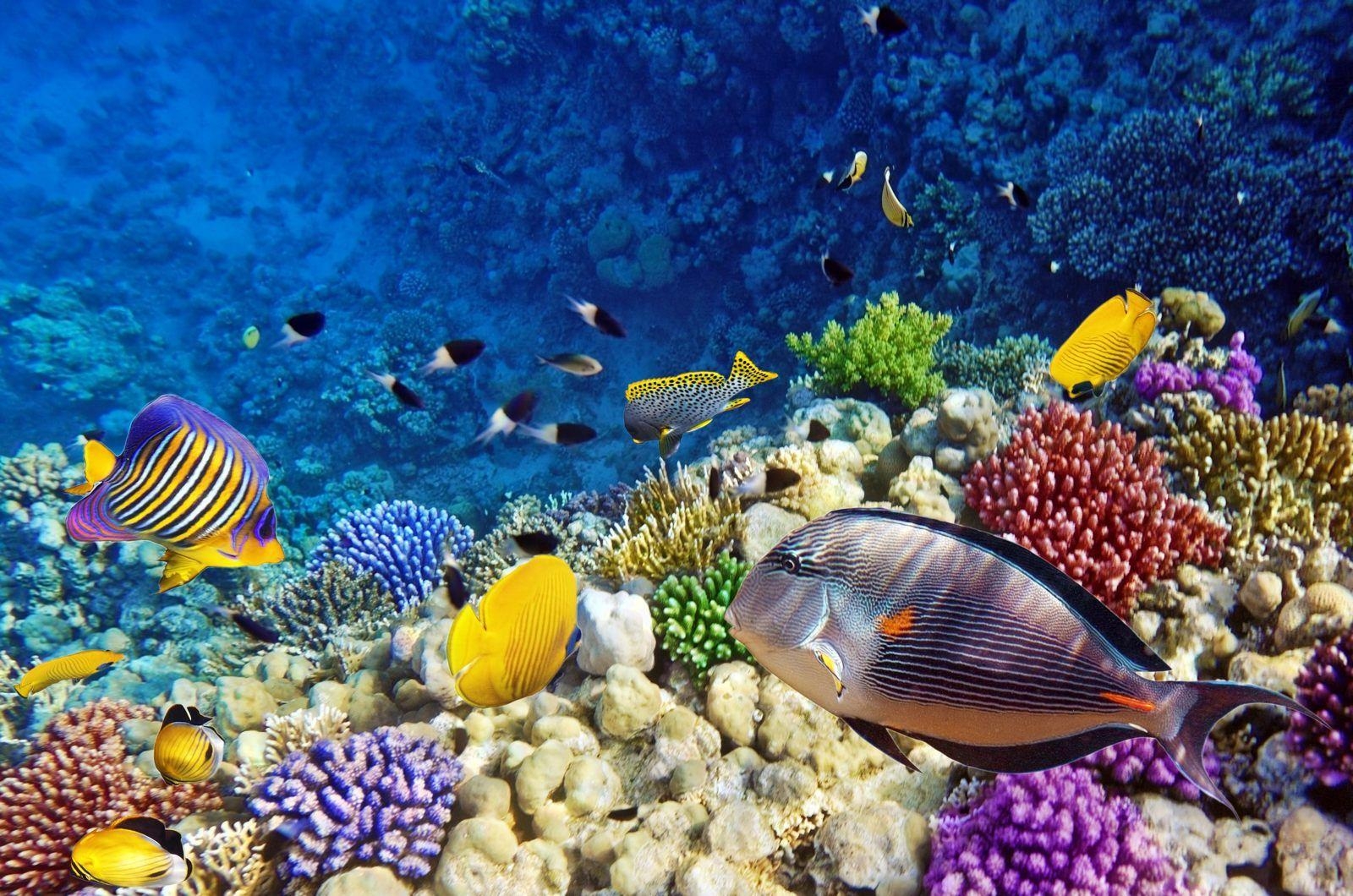 1600x1060 Coral Reef Wallpaper 25141  px, Desktop