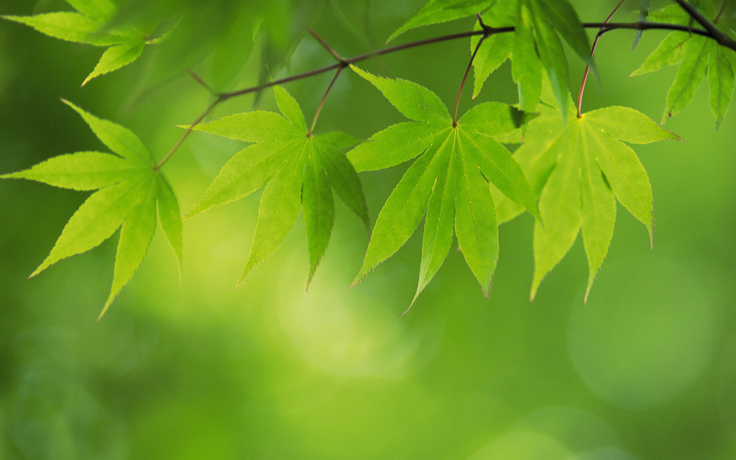 2560x1600 Green Leaves Wallpaper, Desktop