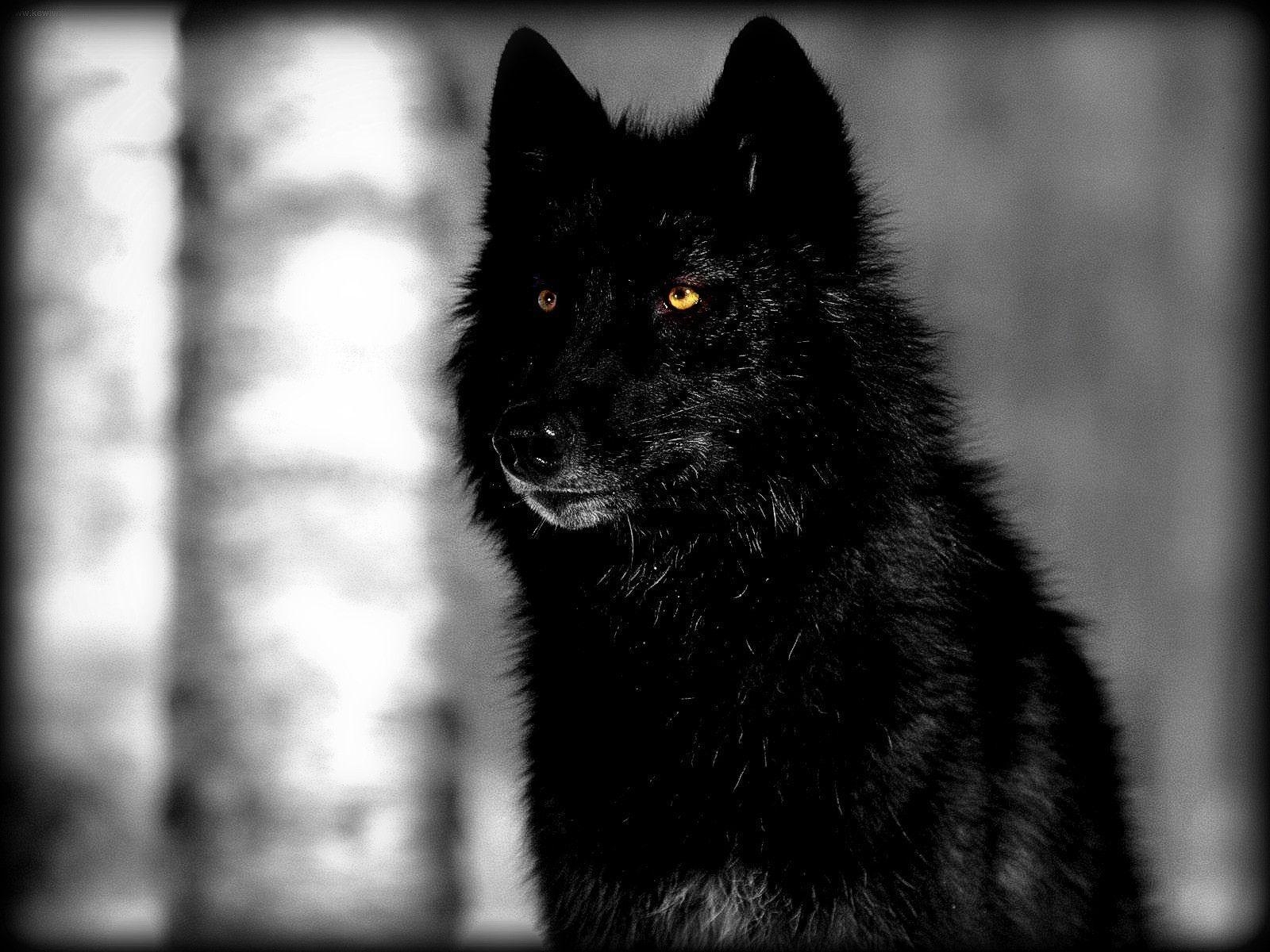 1600x1200 Wallpaper For > Black Wolf Wallpaper, Desktop