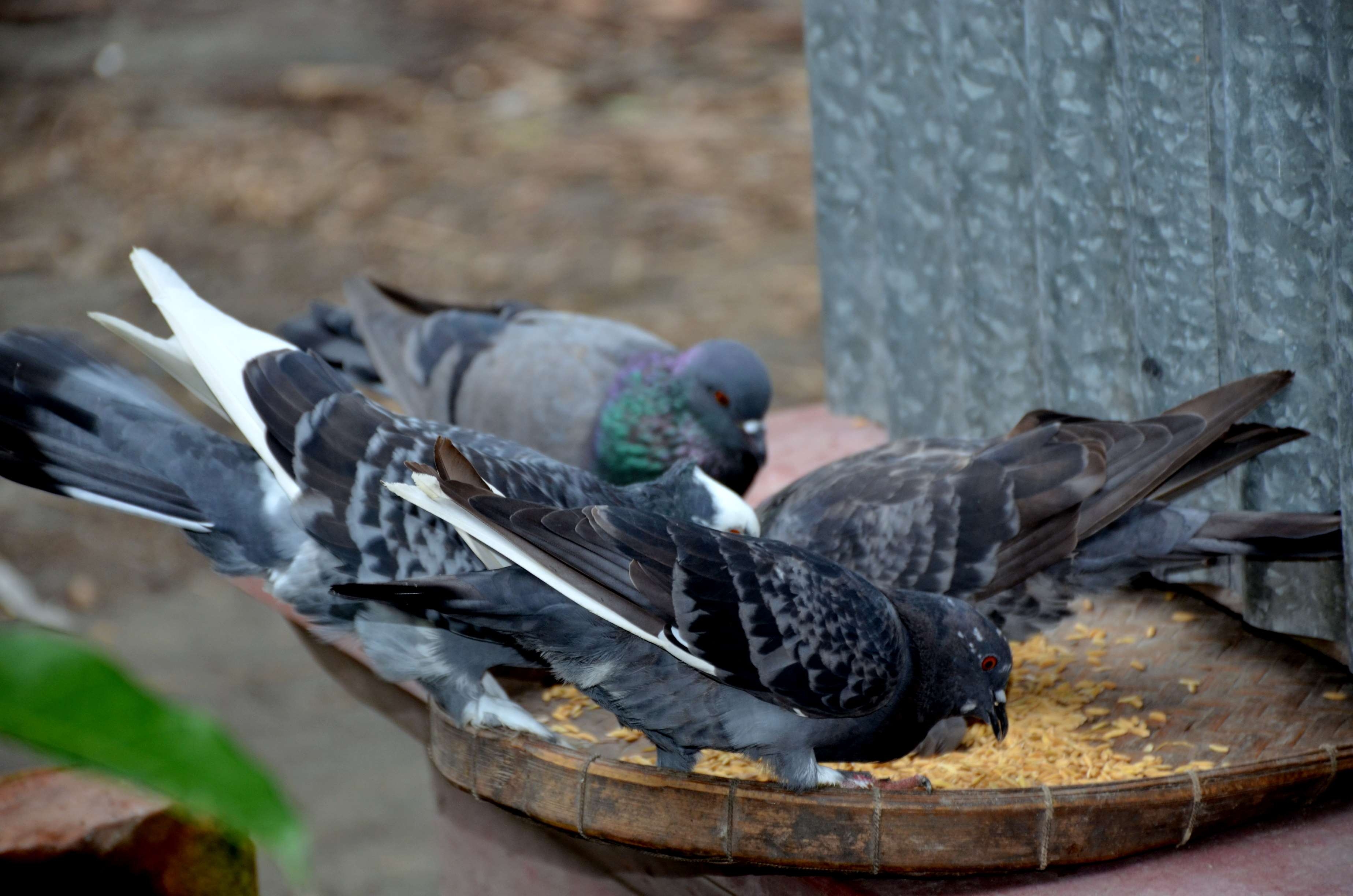 3700x2450 Rock Dove, Download Wallpaper, Desktop