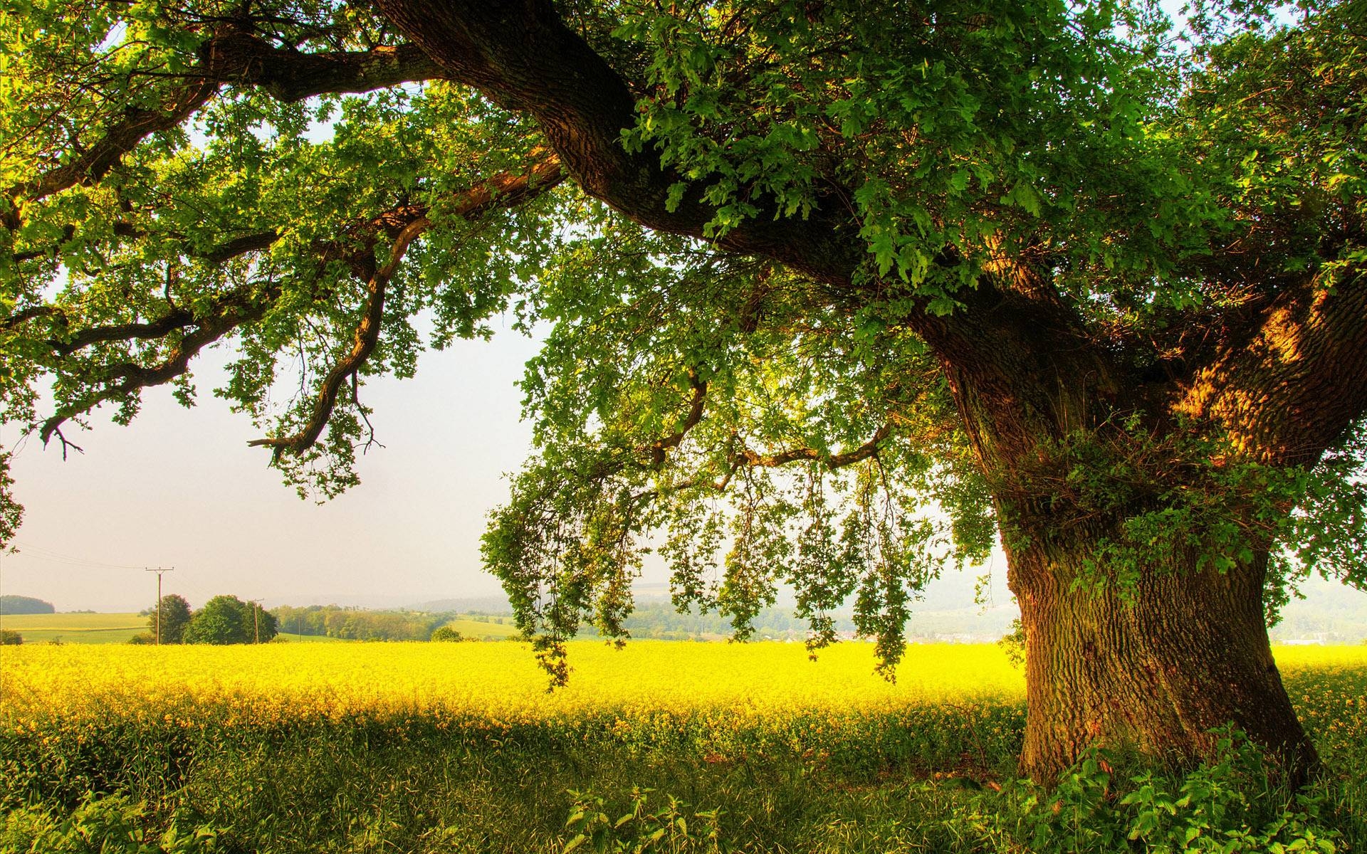 1920x1200 Oak tree Wallpaper #, Desktop