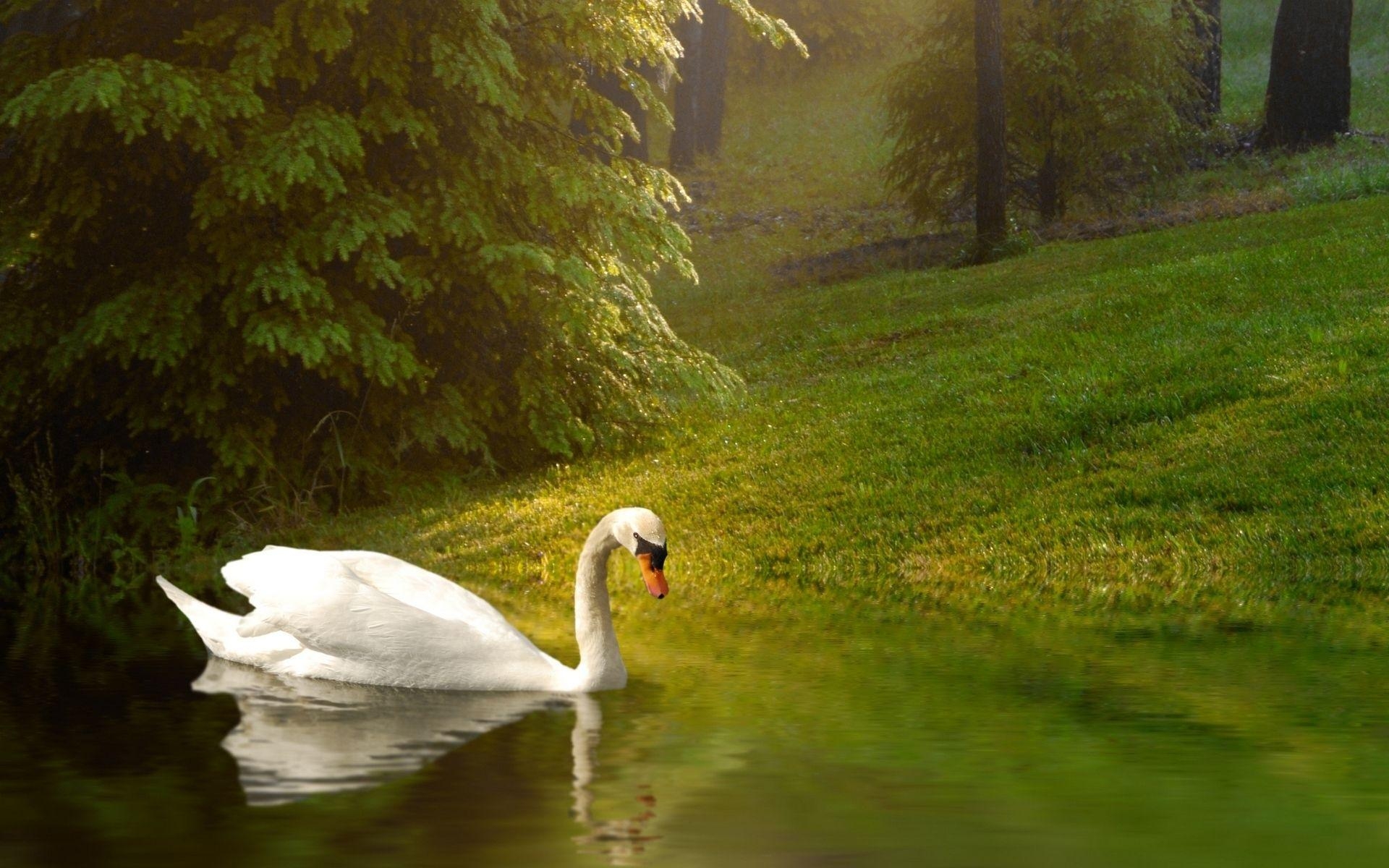 1920x1200 Swan Desktop Wallpaper 49255  px, Desktop