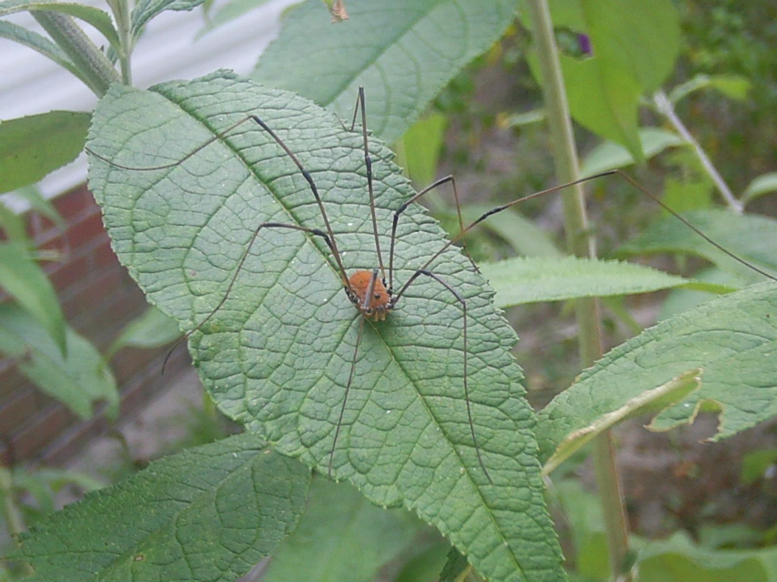 1600x1200 Free picture: daddy, long, leg, harvestman, spider, leaf, Desktop