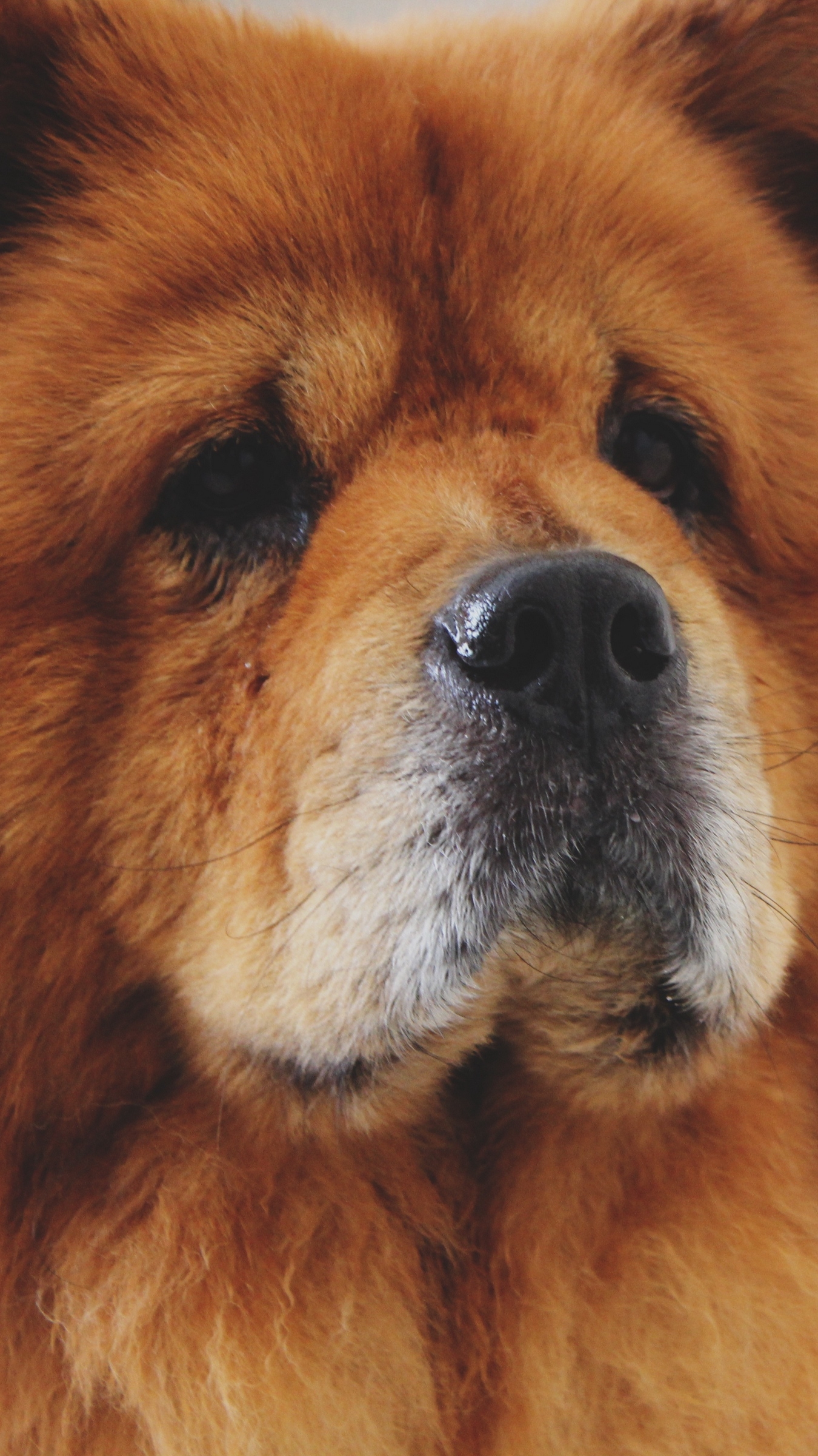 1350x2400 Download wallpaper  chow chow, dog, muzzle iphone 8+/7+/6s+, Phone