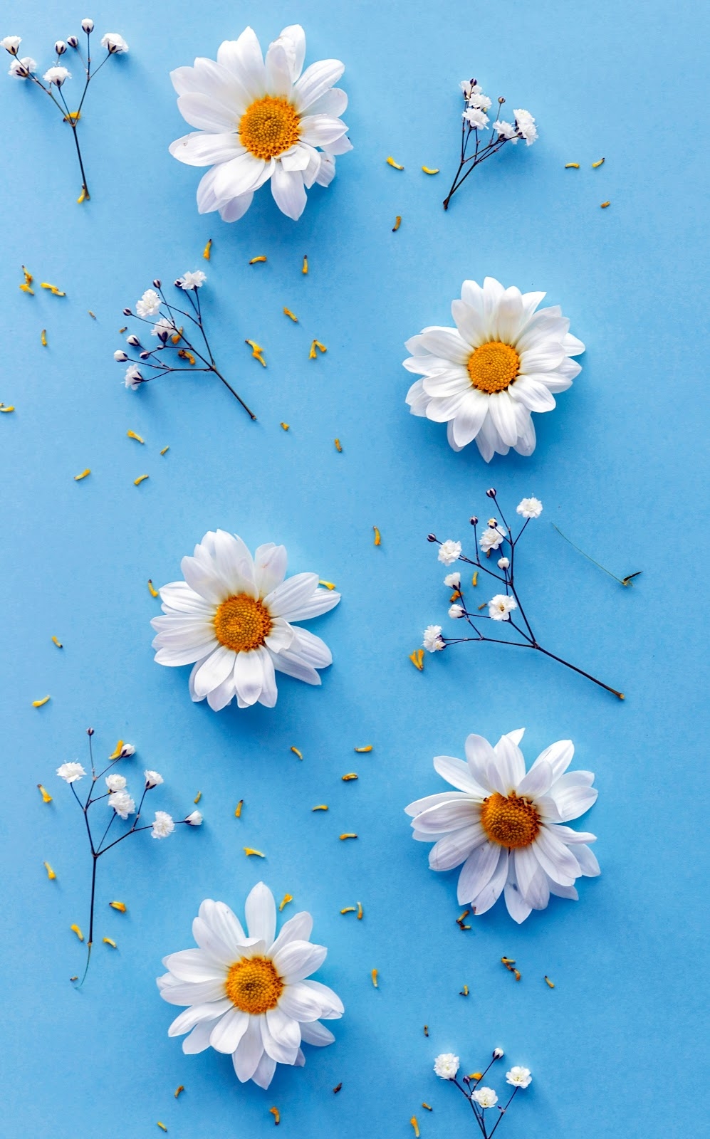 1000x1600 Daisy flower background, phone wallpaper Mobile Walls, Phone