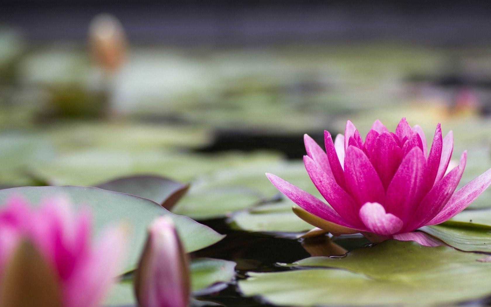 1680x1050 Download wallpaper water lily, water lily, pink, flower free, Desktop