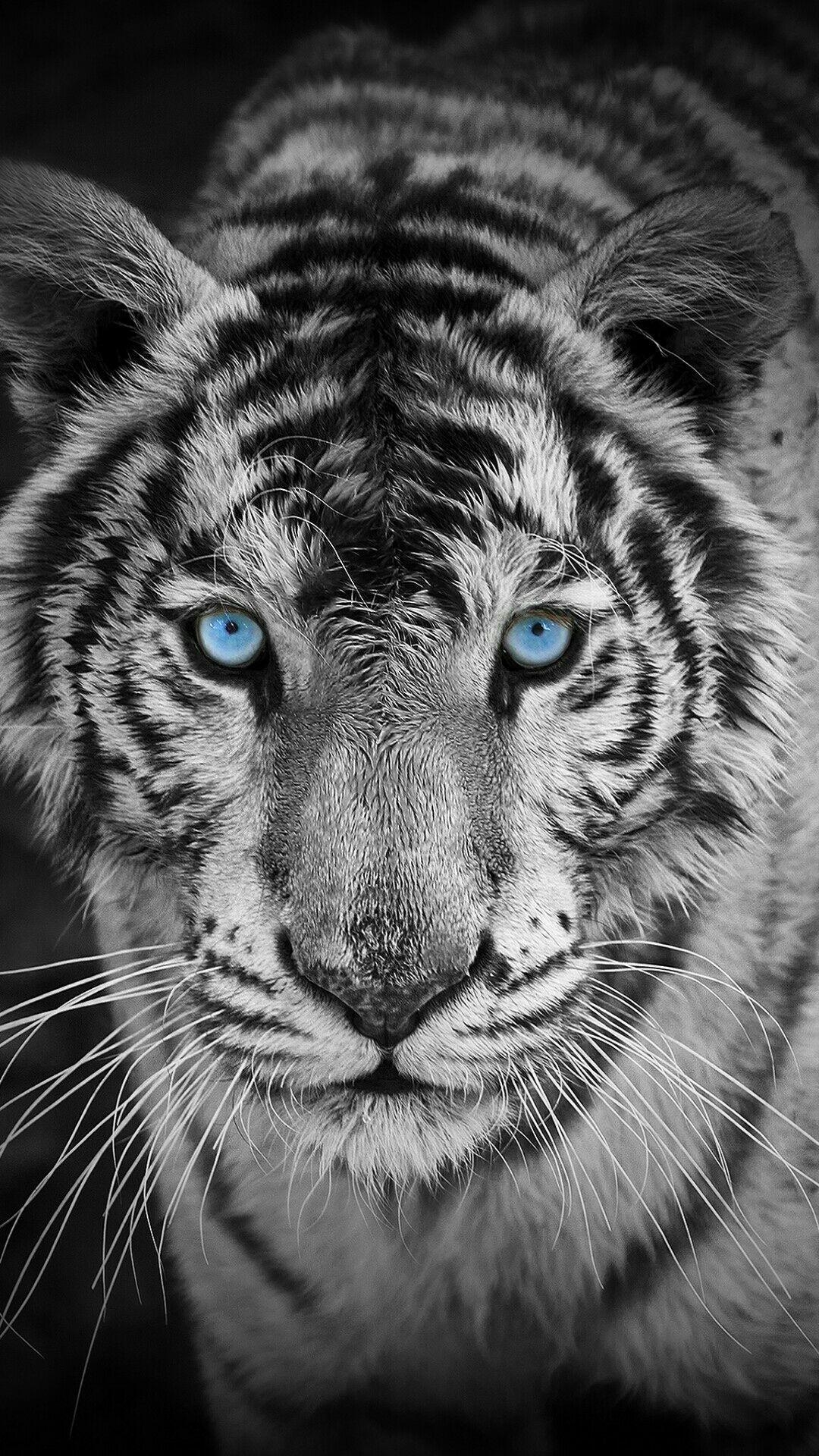 1080x1920 Black And White Tiger Mobile HD Wallpaper, Phone