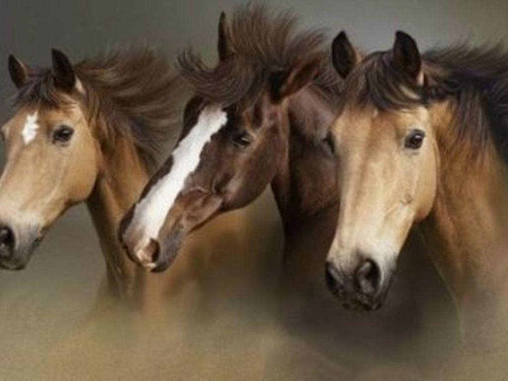 1030x770 Wild horses Wallpaper. High Quality Wallpaper, Desktop