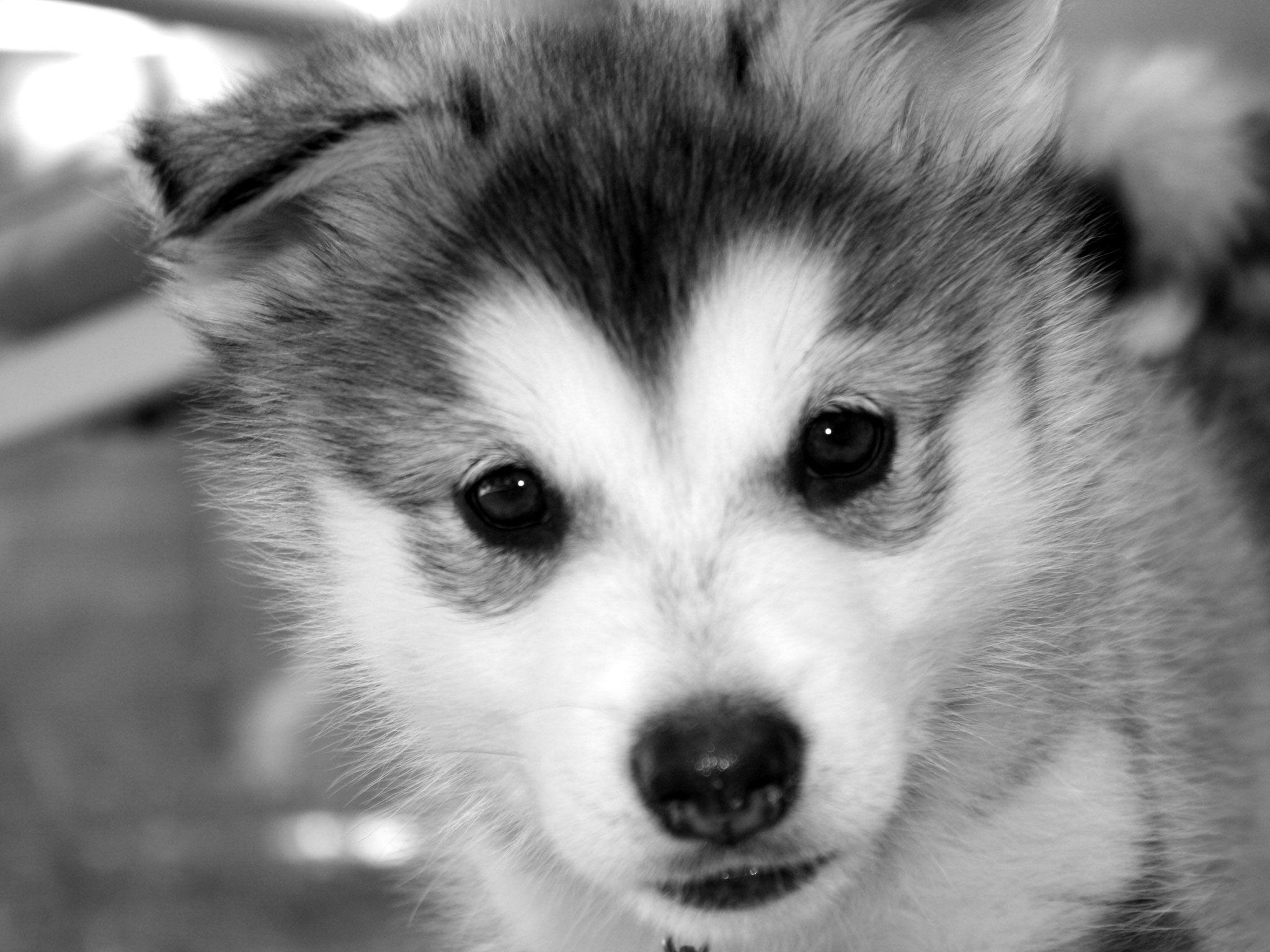 2050x1540 Baby Siberian Husky Wallpaper, Desktop