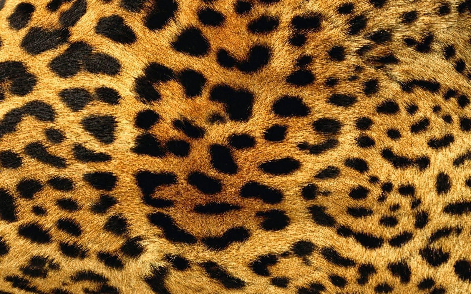 1600x1000 Animal Print Wallpaper Free Animal Print Background, Desktop