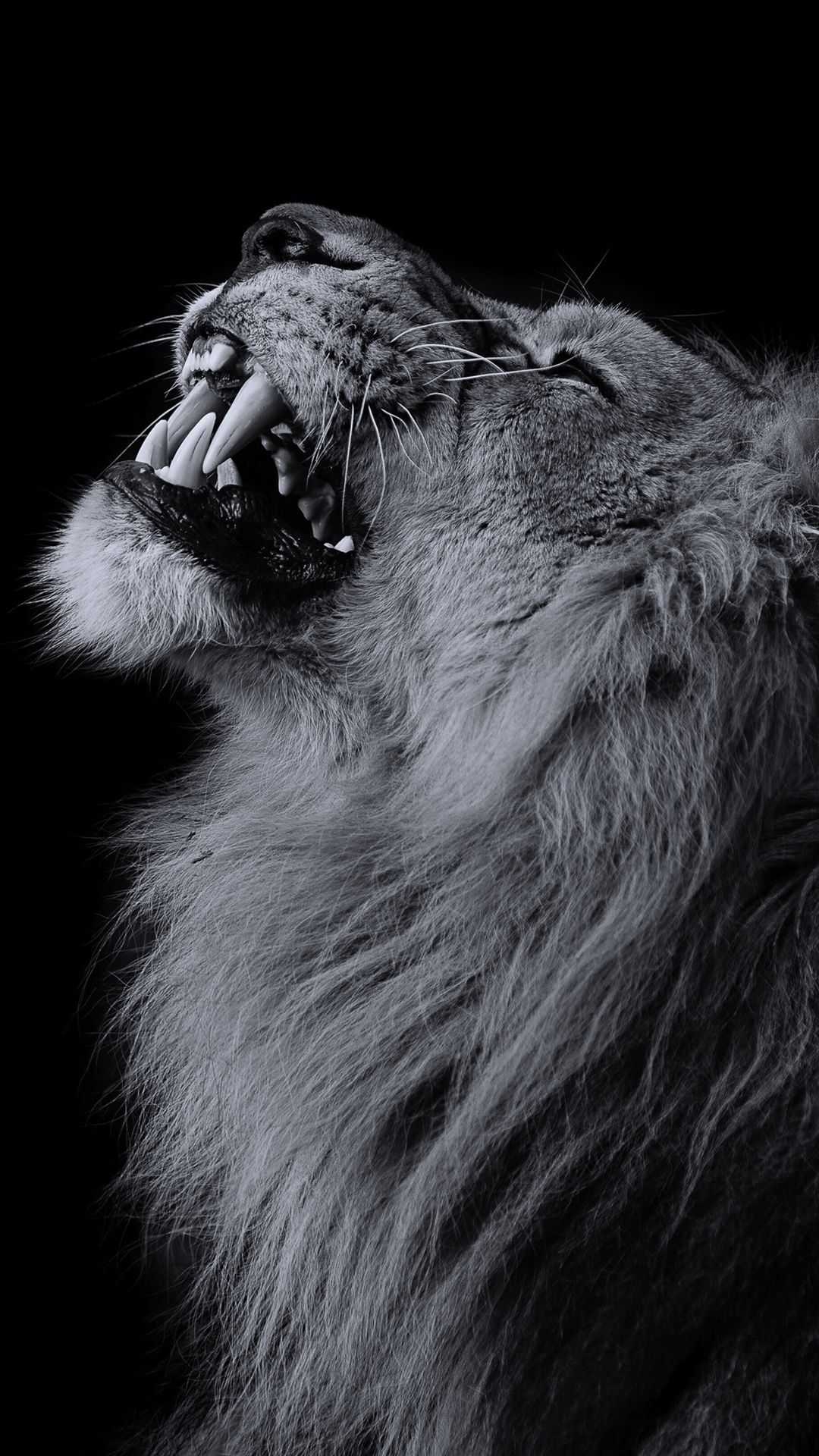 1080x1920 Lion Wallpaper, Phone