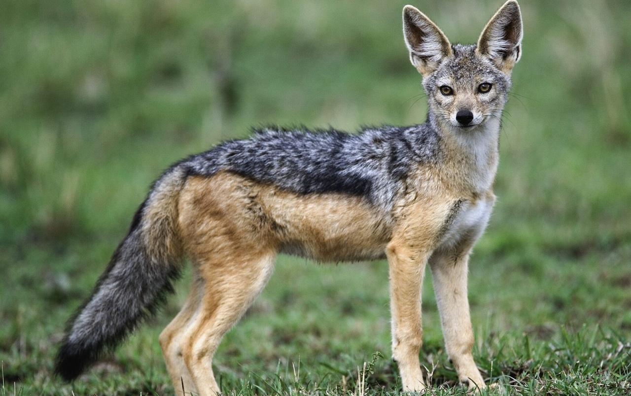 1280x810 Black backed jackal wallpaper. Black backed jackal stock, Desktop