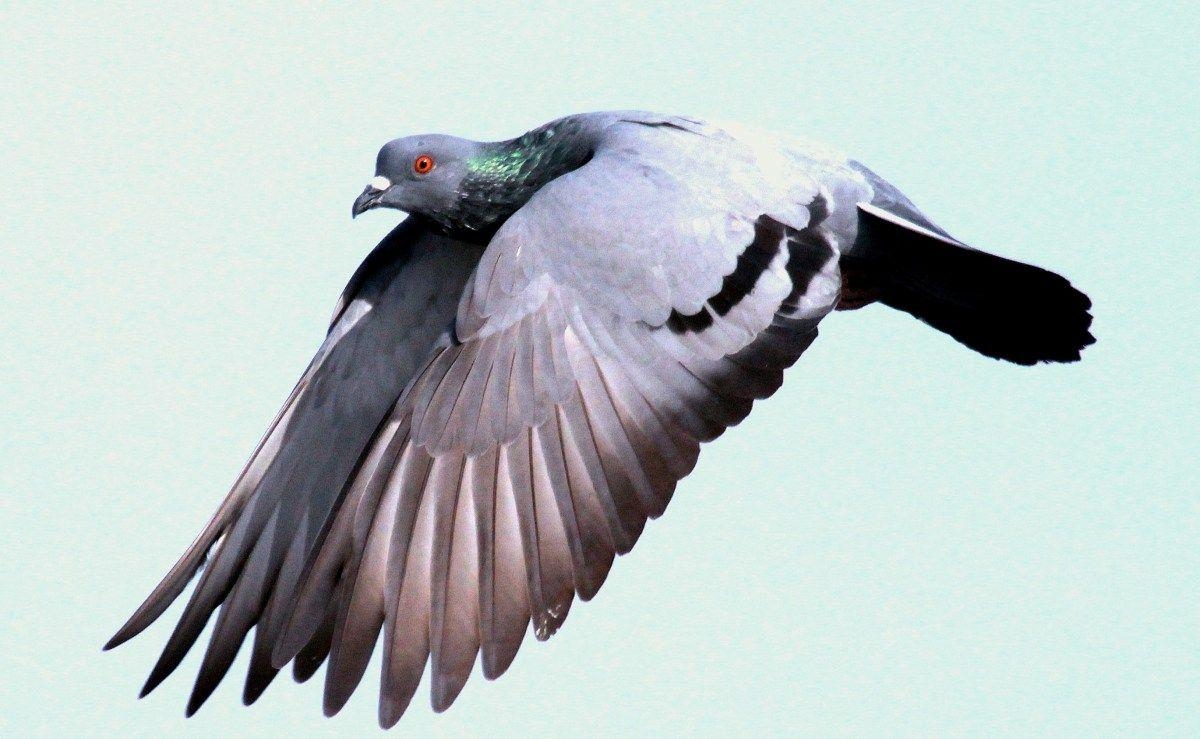 1200x740 Blue Rock Pigeon Flying. Digital art photography, Art, Desktop