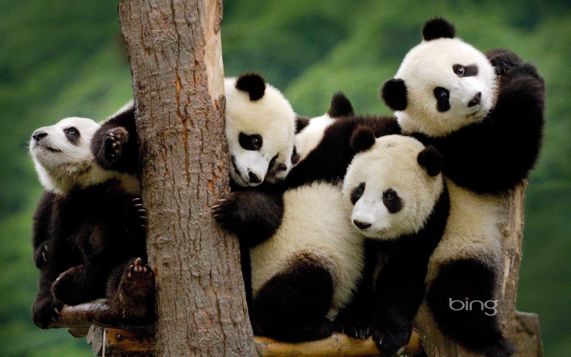 1920x1200 Panda Bear Wallpaper Free Panda Bear Background, Desktop