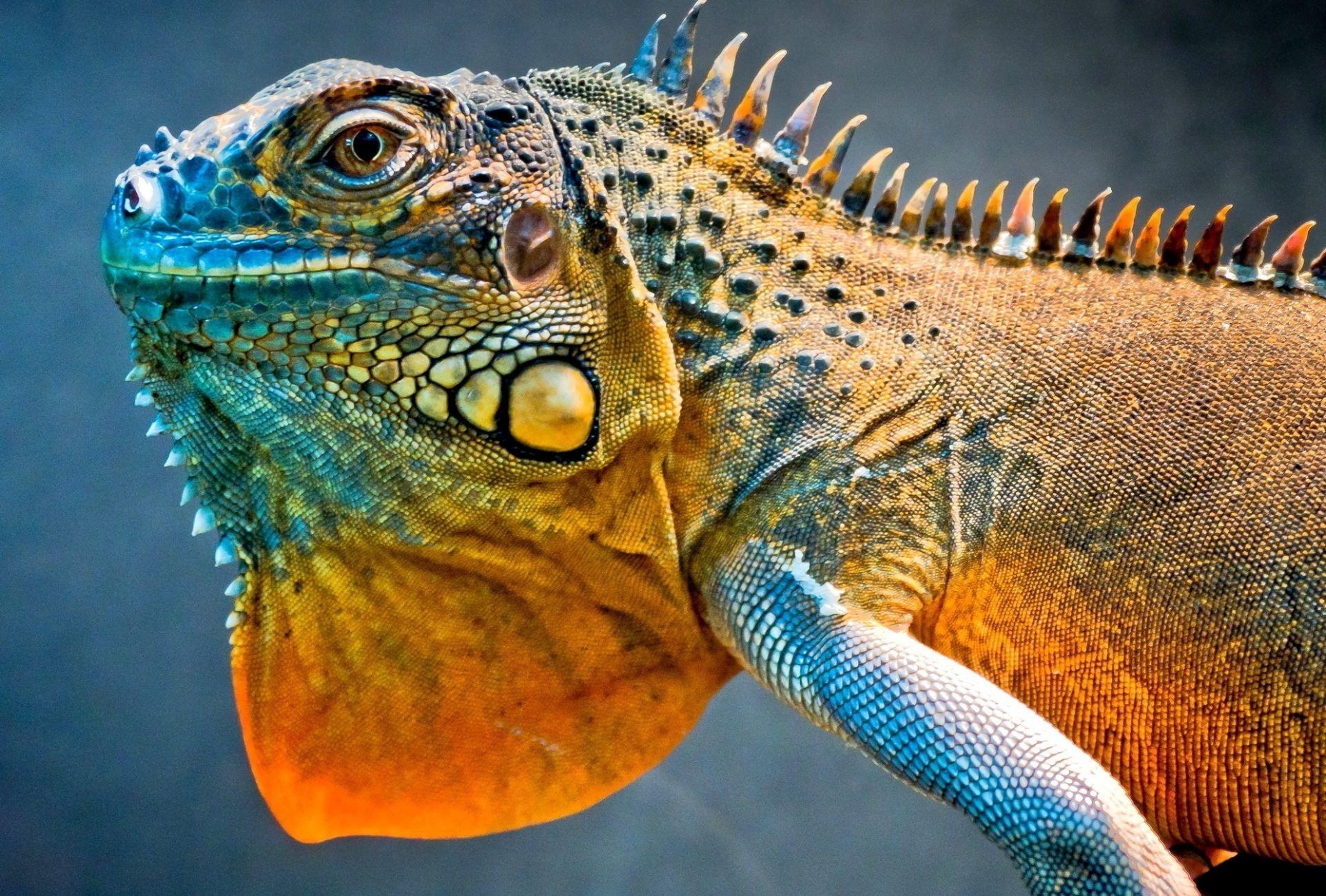 1920x1300 Lizard dragon iguana. Android wallpaper for free, Desktop