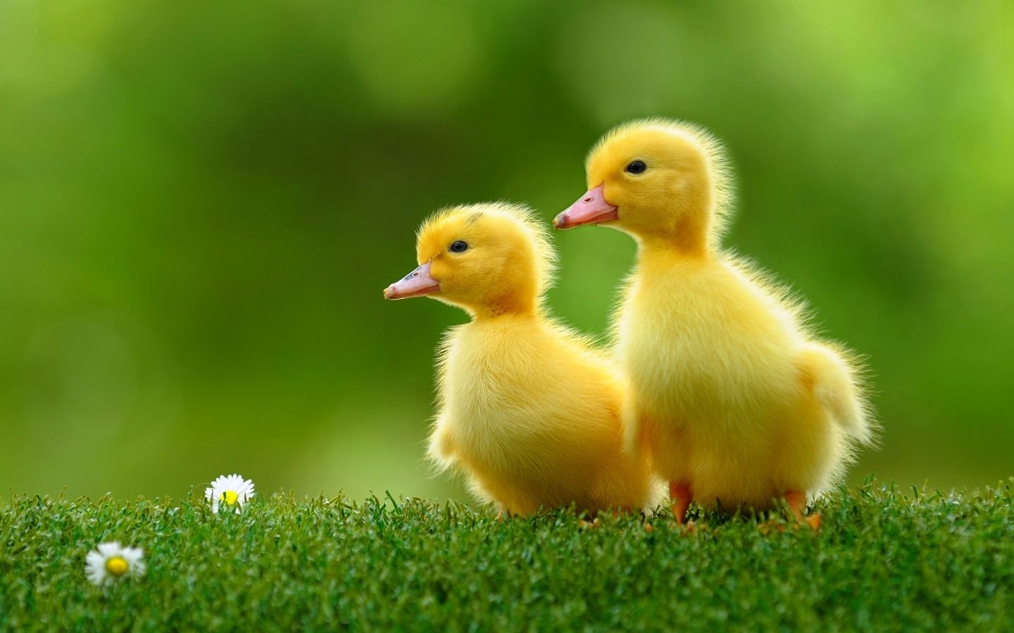 1440x900 Free download Cute Ducklings HD Wallpaper WallpaperCharlie [] for your Desktop, Mobile & Tablet. Explore Duckling Wallpaper. Duck Wallpaper Free, Ducks Unlimited Wallpaper Desktop, Oregon Ducks Wallpaper for Computers, Desktop