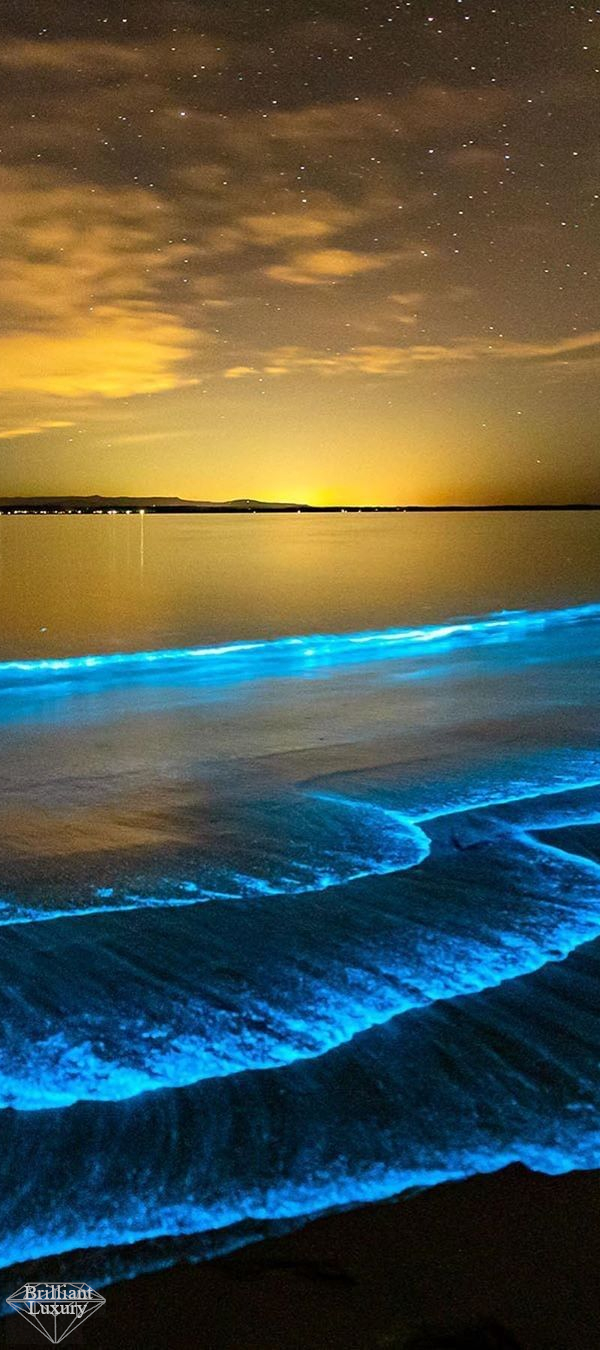 600x1350 Bioluminescent algae species on the beach in South Australia #travel #brilliantluxury. Пейзаж картина маслом, Пейзажи, Фотографии задних планов, Phone