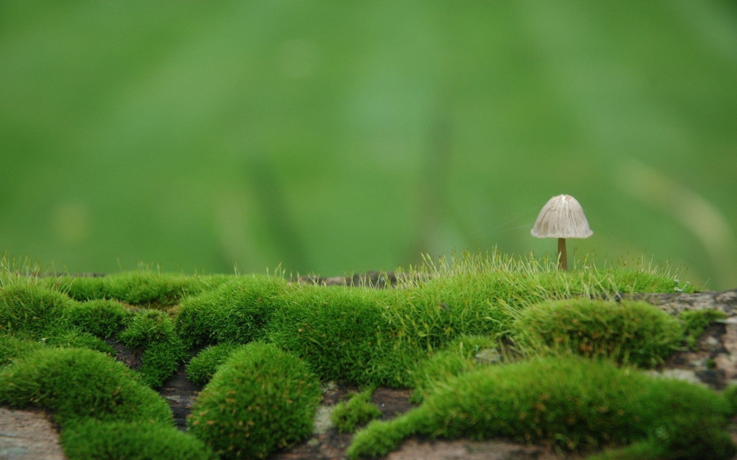 2560x1600 Macro Mushroom HD desktop wallpaper High Definition Fullscreen, Desktop