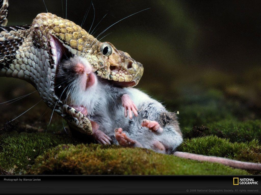 1030x770 Saratoga Springs, New York, Rattlesnake Eating Mouse, Photo, Desktop