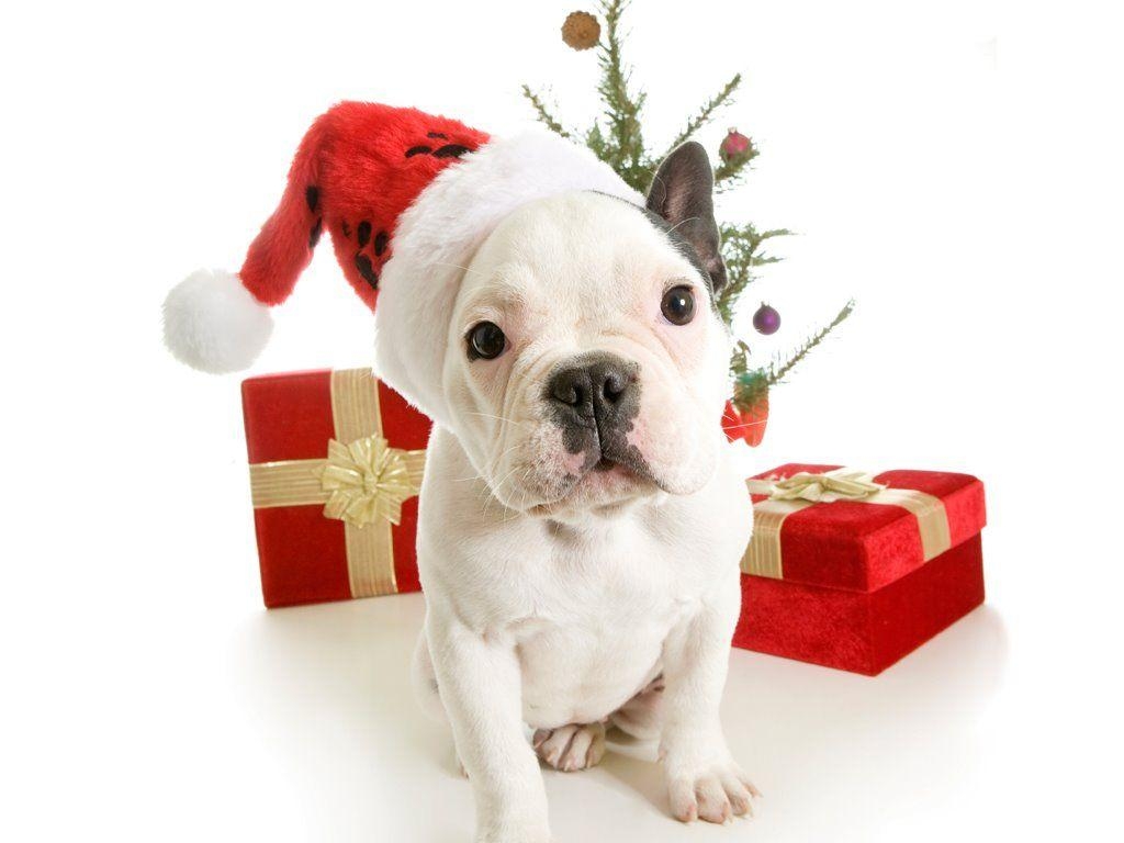 1030x770 Hd christmas puppy pics, Desktop